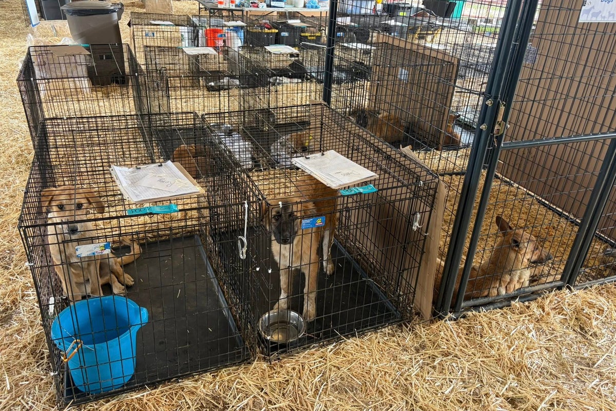 More than 125 dogs rescued from deplorable conditions at ‘hoarding’ homes in Texas