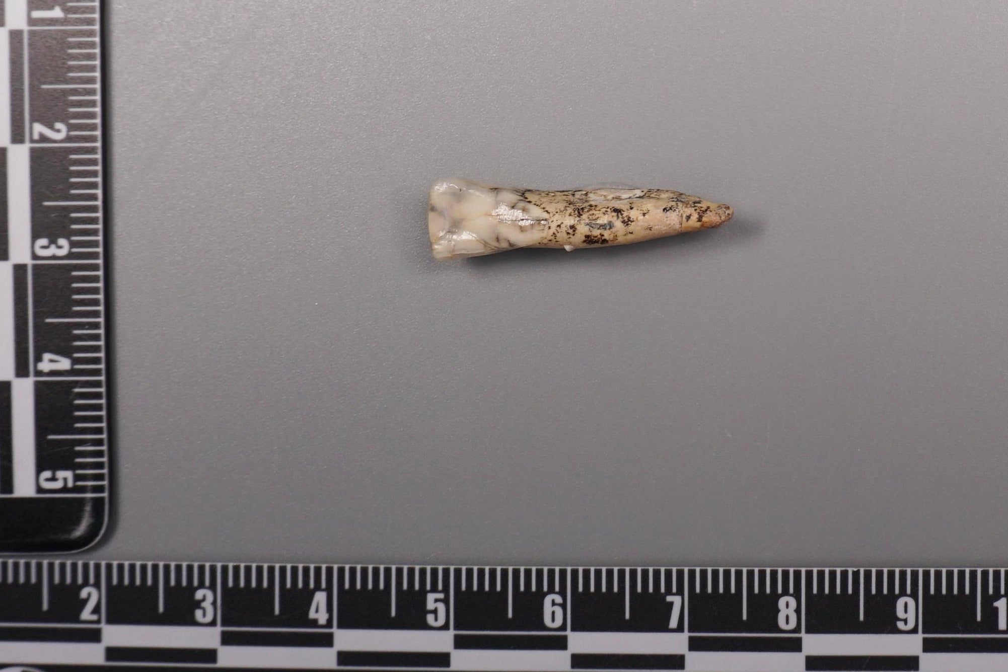 Researchers siphoned ancient enamel proteins from H. erectus teeth belonging to five men and one woman.
