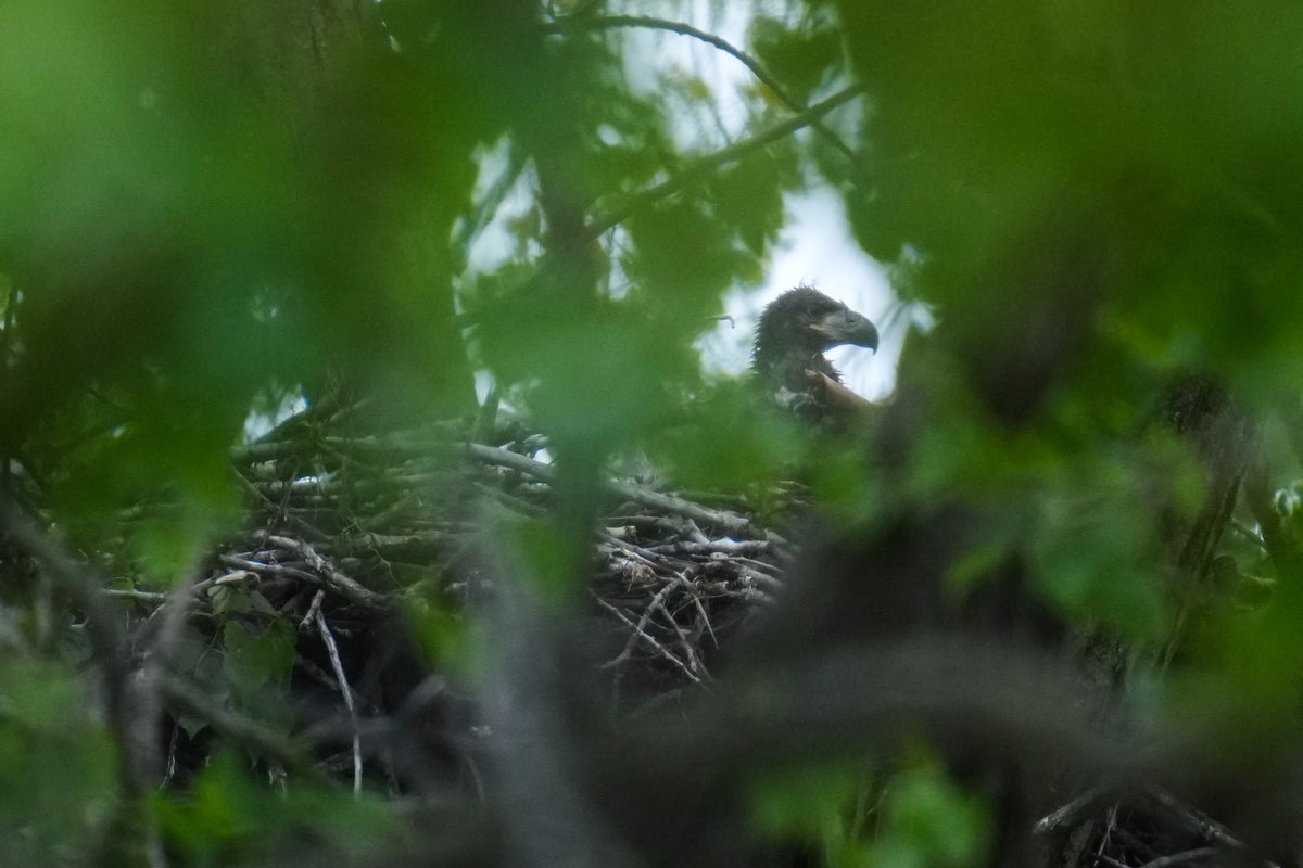 Wild bald eagle hatchlings may be US city's first for more than 100 years