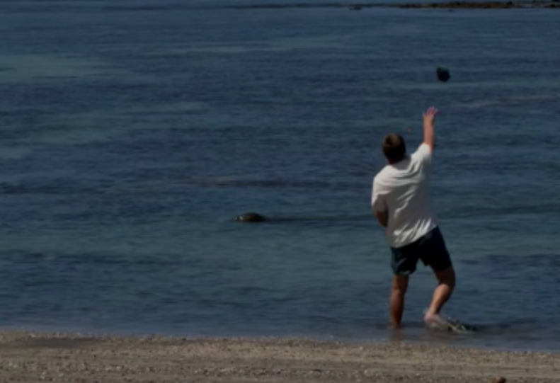 Igor Mykhaylovych Lytvynchuk has been charged after a video showed a man hurling a rock at an endangered seal