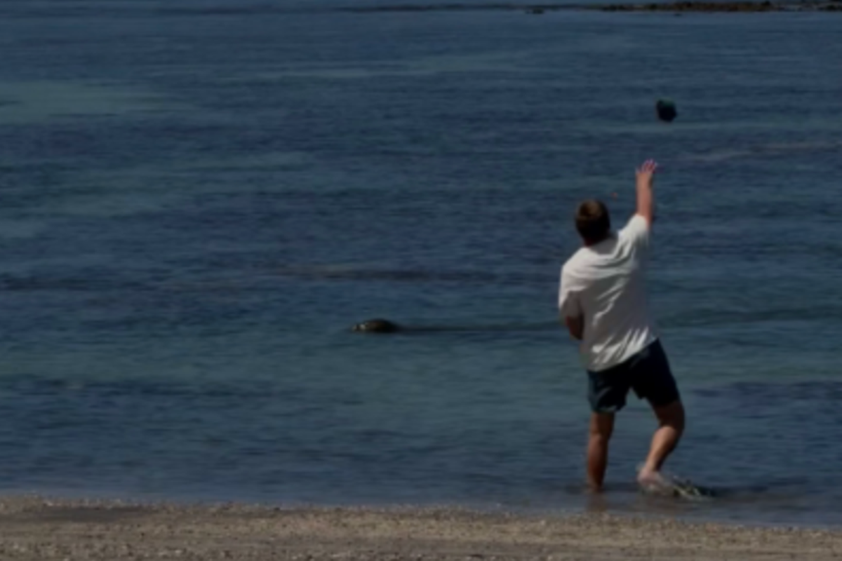 Tourist charged after rock hurled at endangered seal in Hawaii in viral video