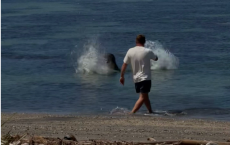 Lani, the seal, reared up after the rock hit the water