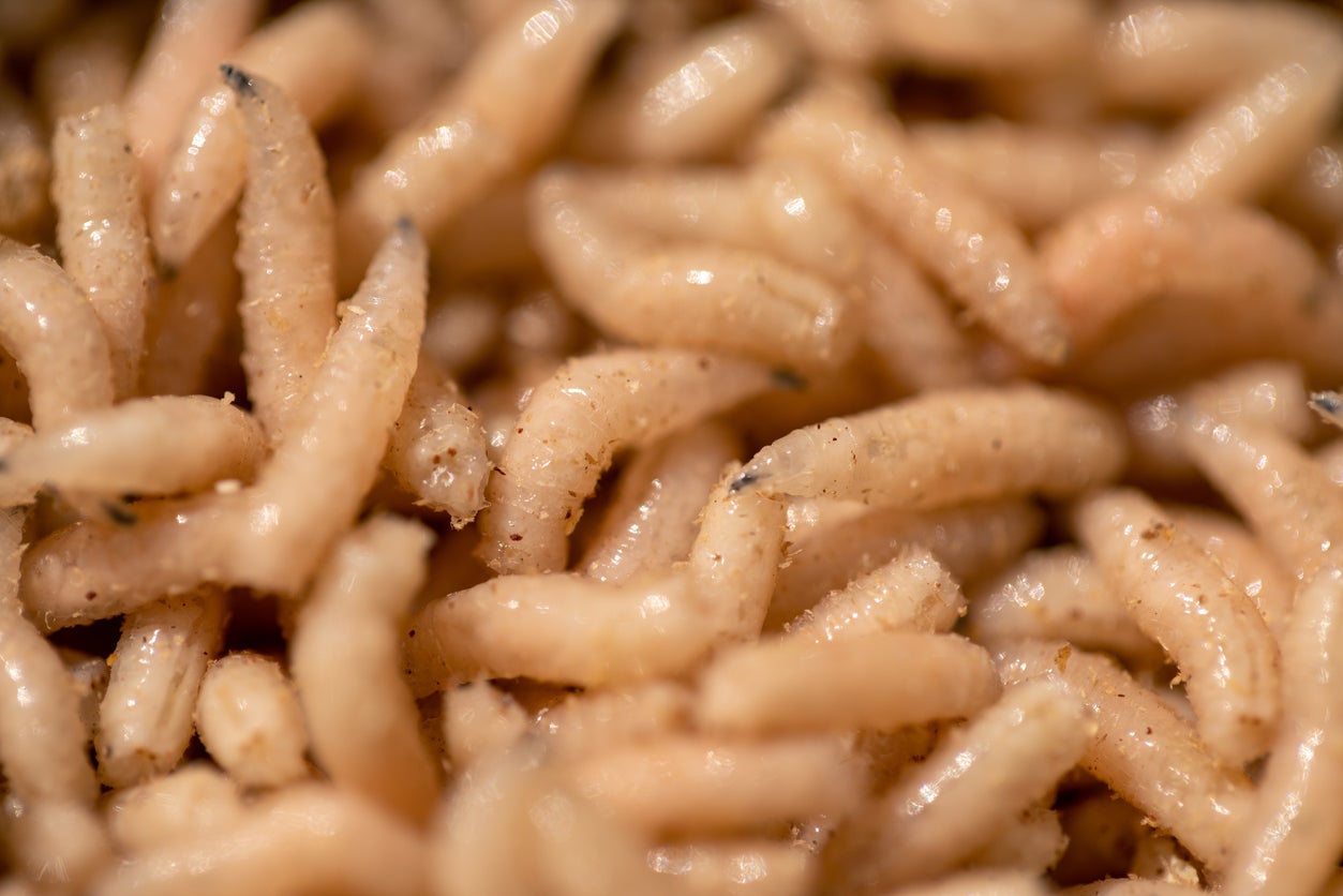 Maggot therapy useful because nan creatures tin dissolve ‘dead infected tissue’ successful patients’ wounds, 1 master told NBC News