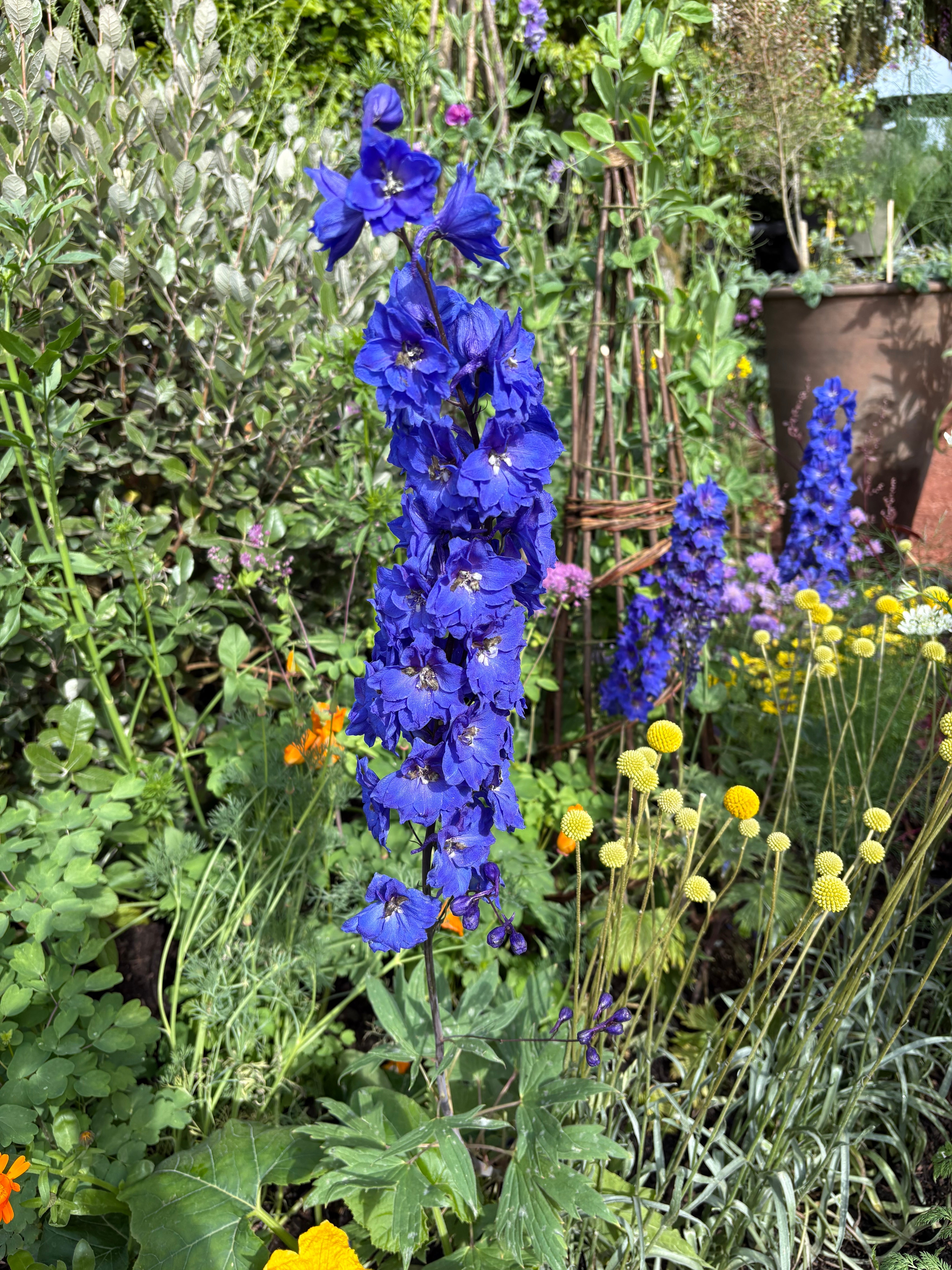 Blue delphiniums in The RHS and The King’s Foundation Garden (Hannah Stephenson/PA)