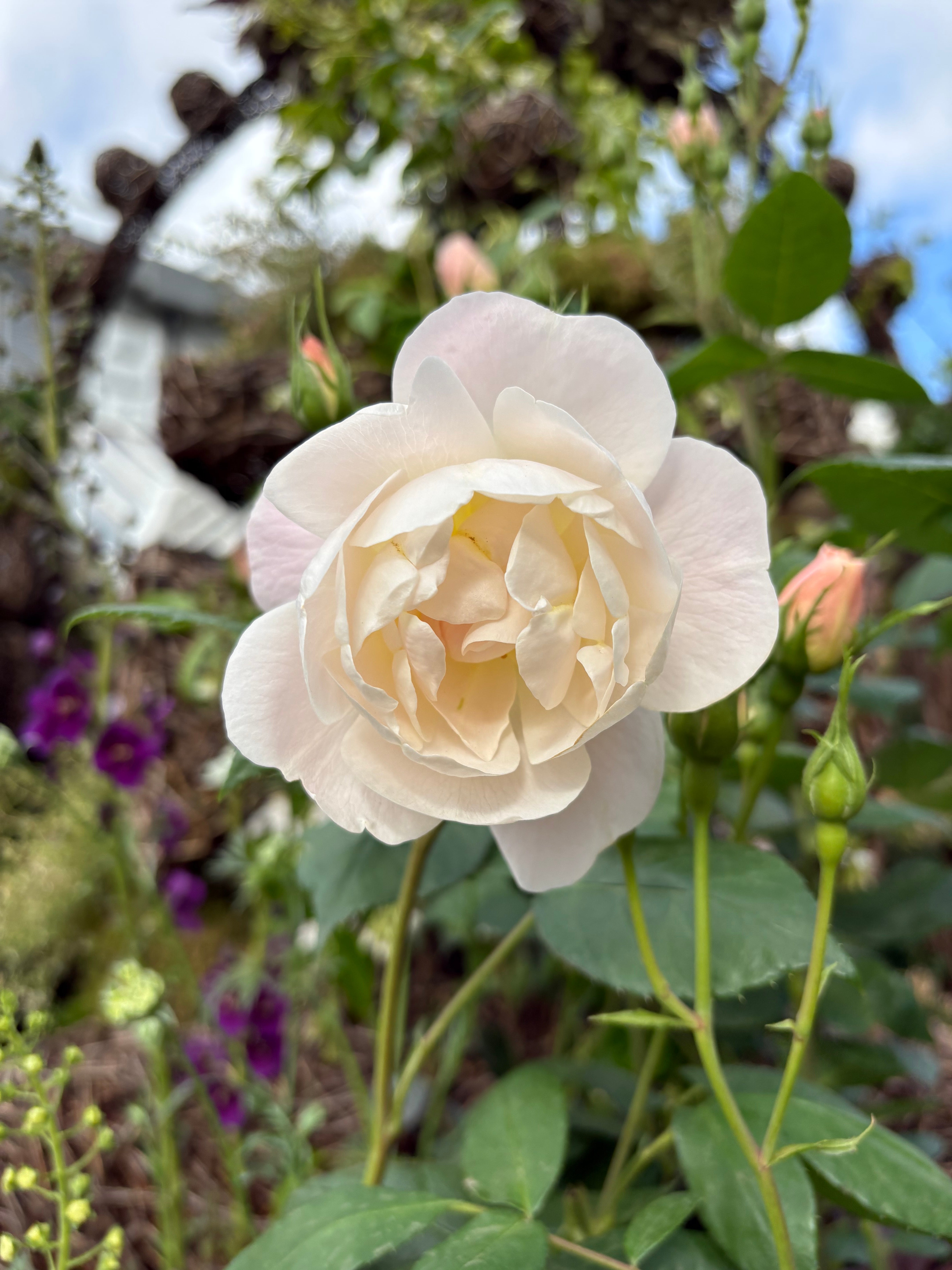 The Sir David Beckham Rose
