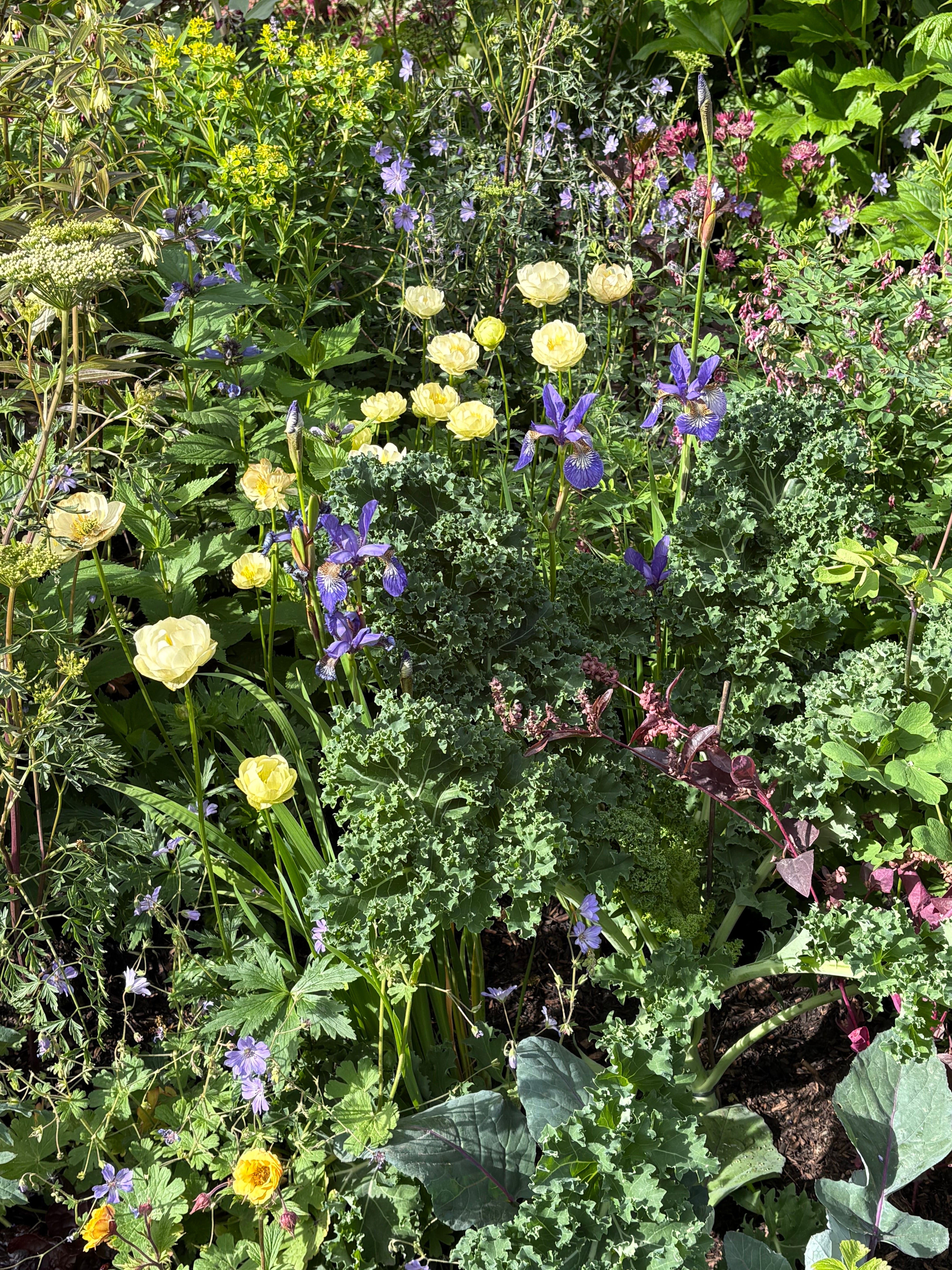 Irises bring colour to gardens this year