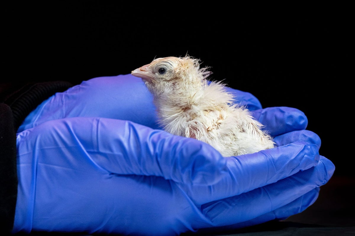 Live chicks hatched from 3D printed eggshell in breakthrough by de-extinction company