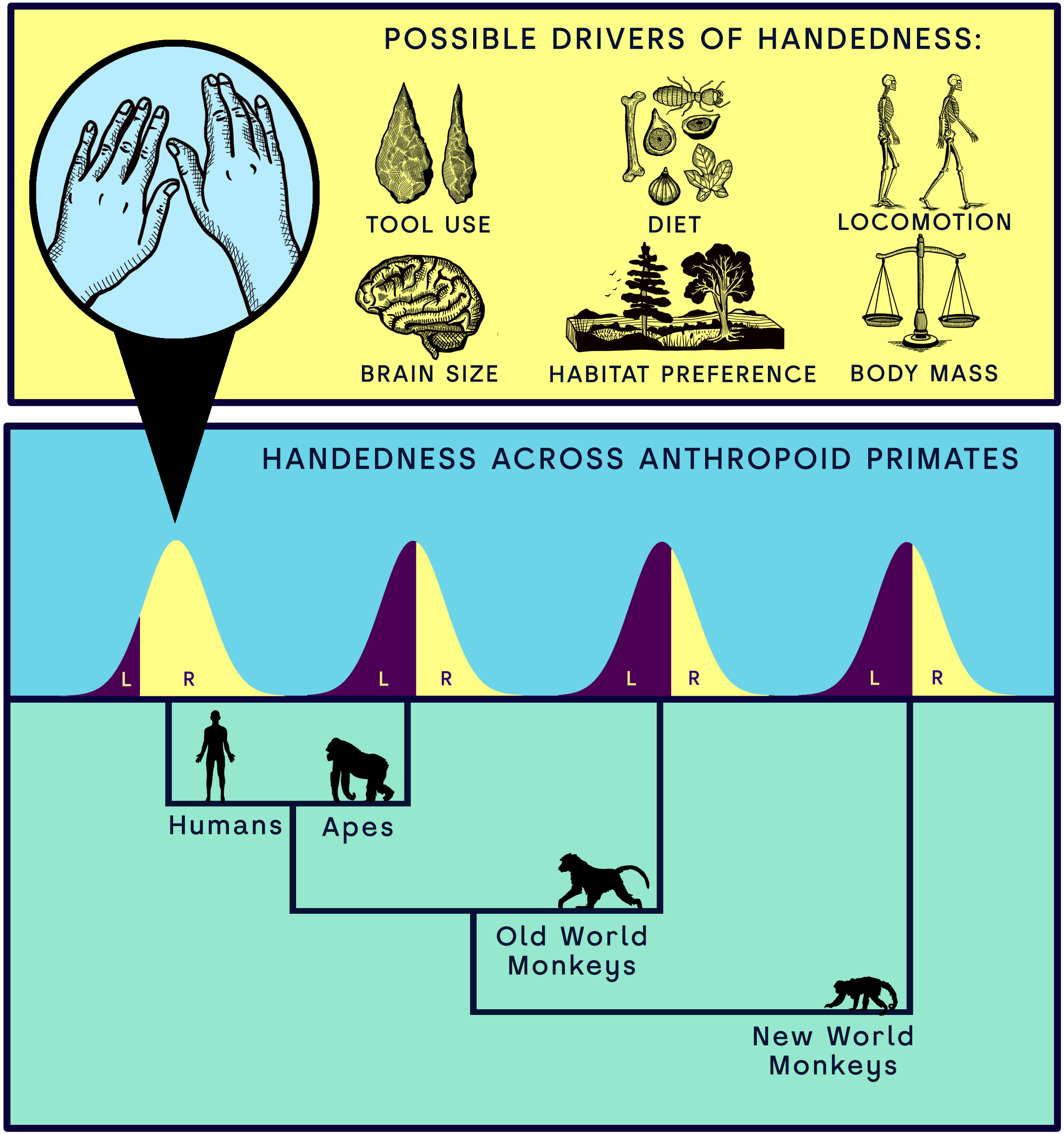 Factors proposed to explain unique pattern of human handedness