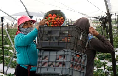 <p>Workers harvest strawberries to be exported to the U.S. in Irapuato, Mexico, in February 2025. Multiple popular U.S. fruits have traces of harmful pesticides and forever chemicals, a new report shows</p>