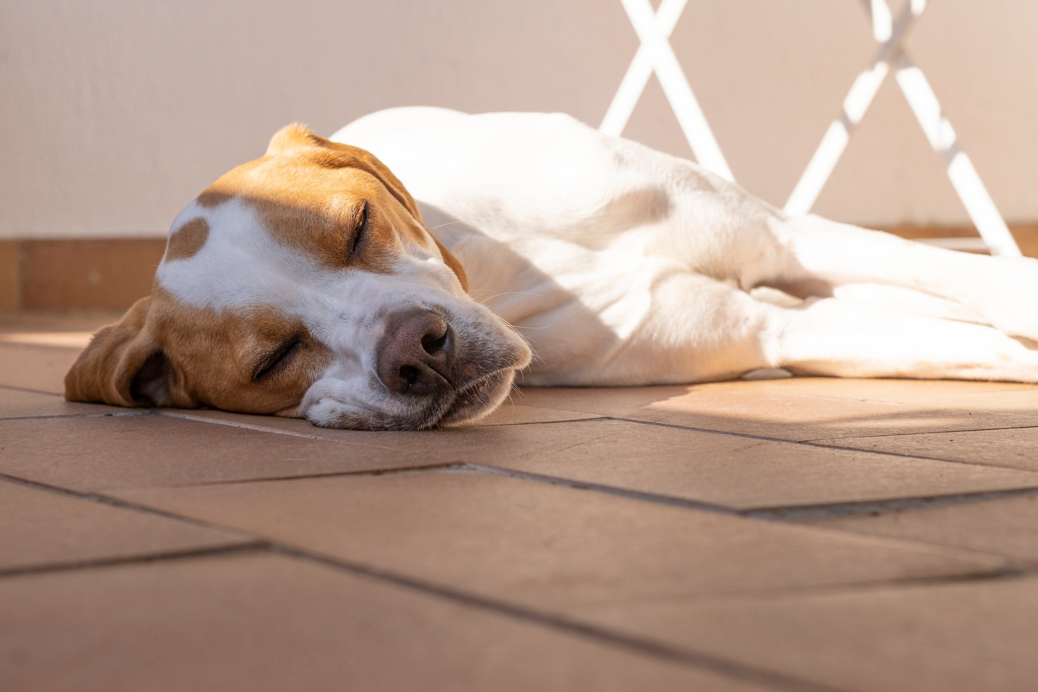 Pets with exposed areas of pink skin can get sunburnt without protection.