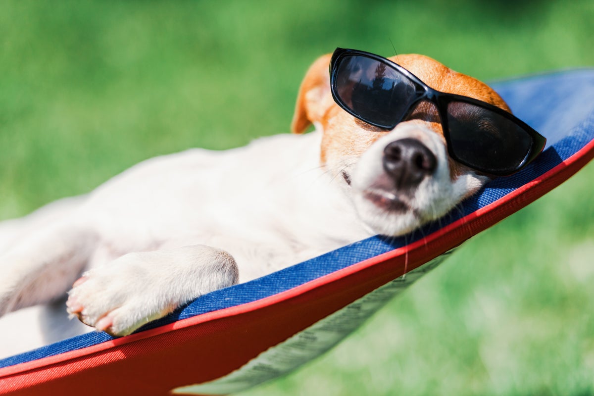 Pets can get sunburnt too – here are the signs and how to protect them Pets can get sunburnt too – here are the signs and how to protect them