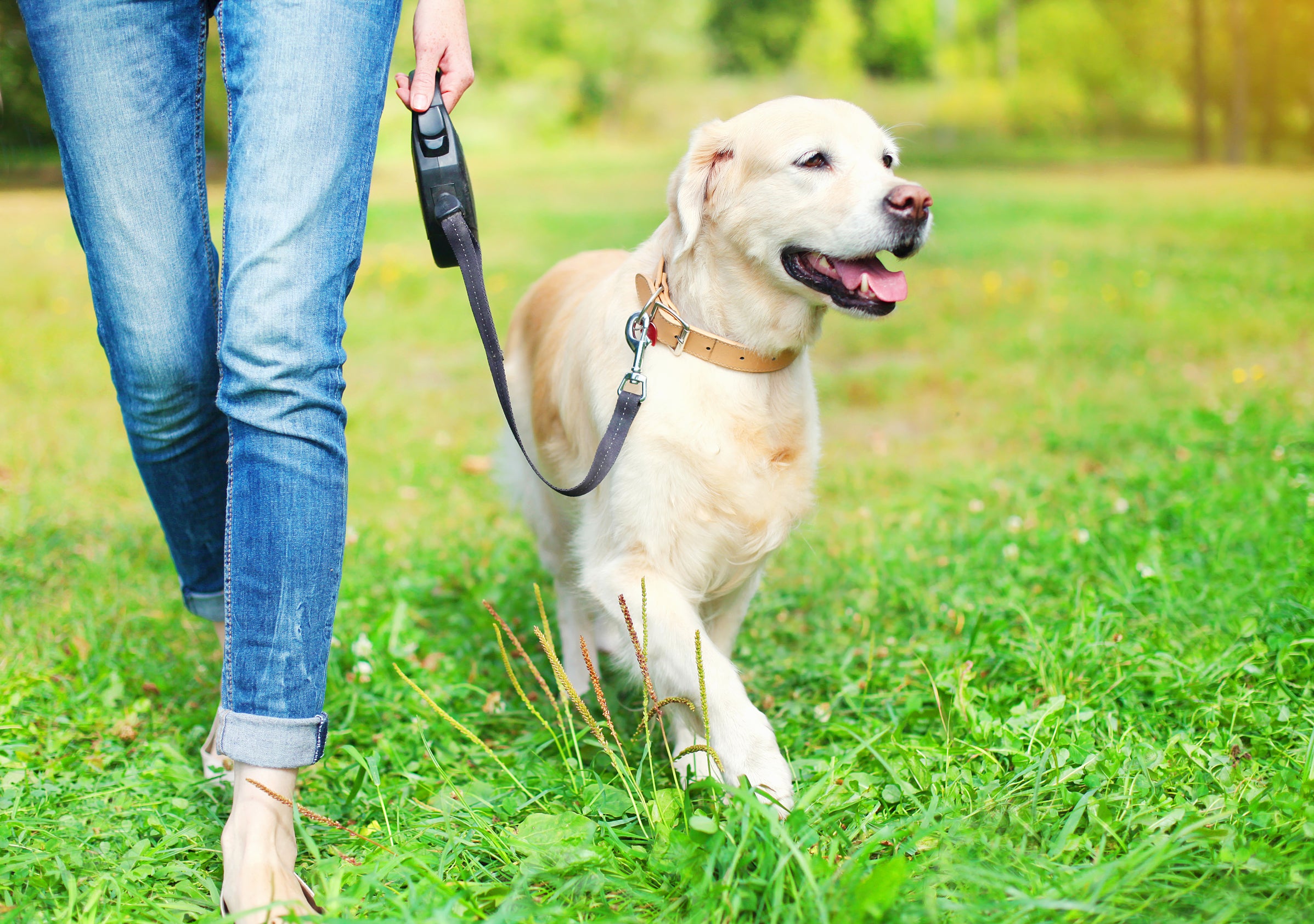 When is it too hot to walk your dog? 11 simple ways to keep them safe in heatwave