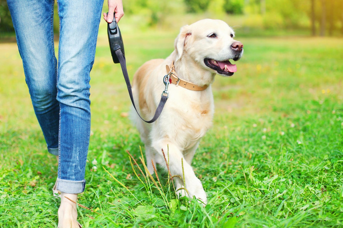 When is it too hot to walk your dog? 11 simple ways to keep them safe in heatwave When is it too hot to walk your dog? 11 simple ways to keep them safe in heatwave