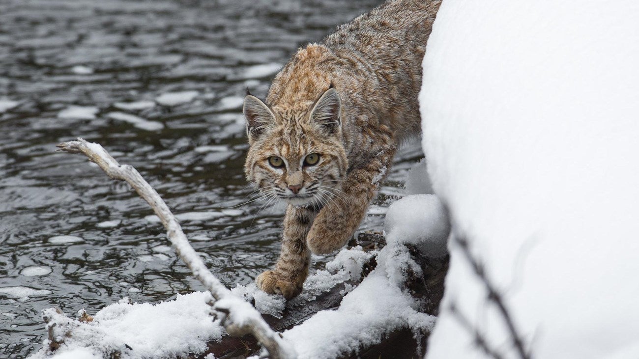 A bobcat walks on the snowcovered banks of a river. Bobcat fever was first reported in bobcats in the 1970s
