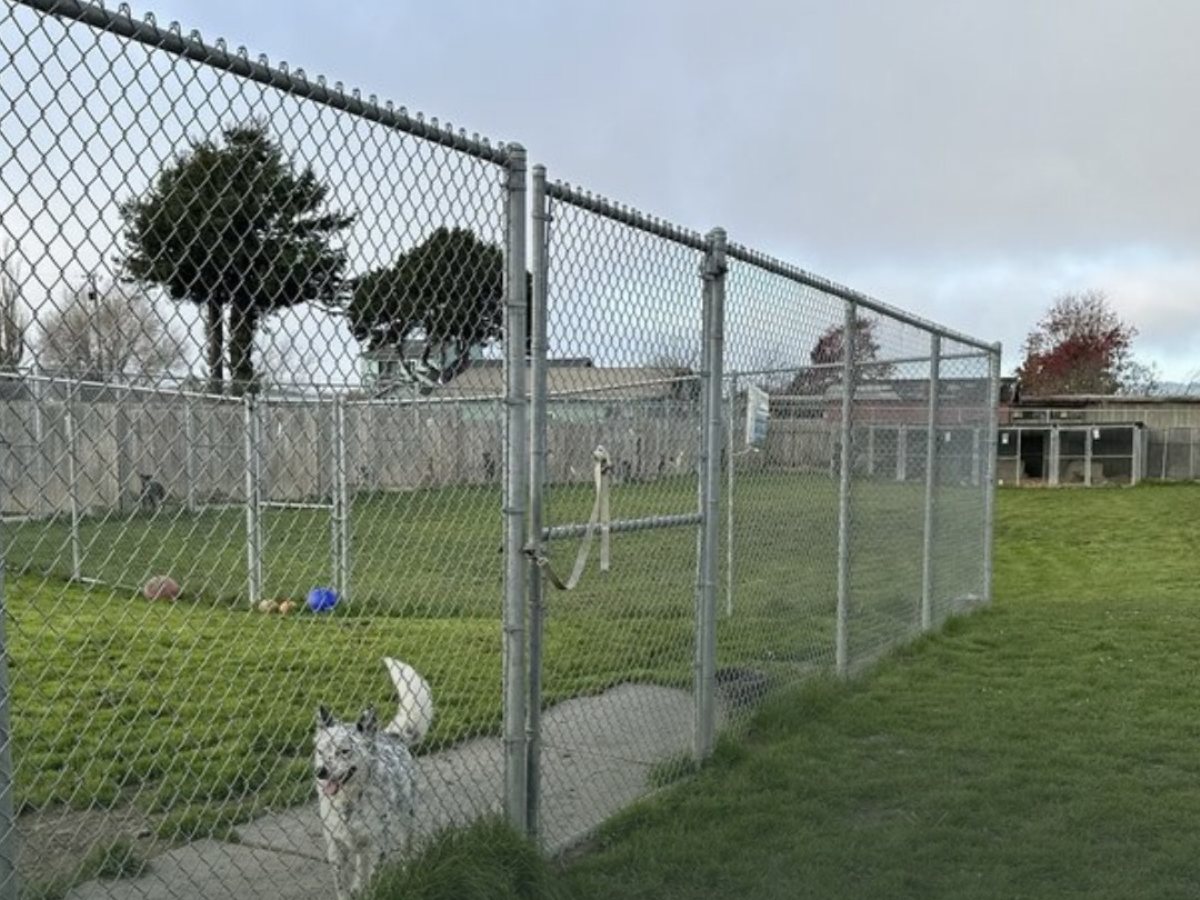 Oakland Animal Services and Berkeley Animal Care Services have cut ties with a rescue after eight dead dogs were recovered from the rescue's property