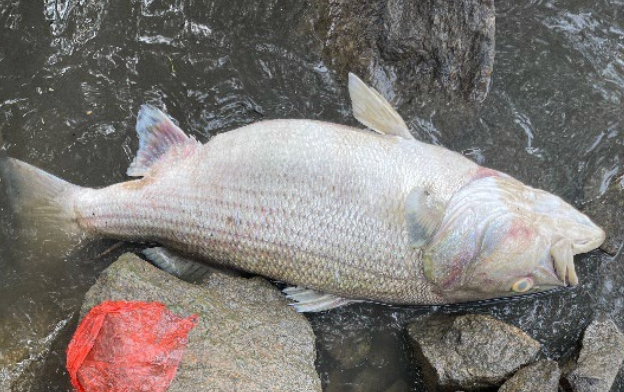 A massive 20-mile fish kill was spotted in a river along Atlanta on Friday