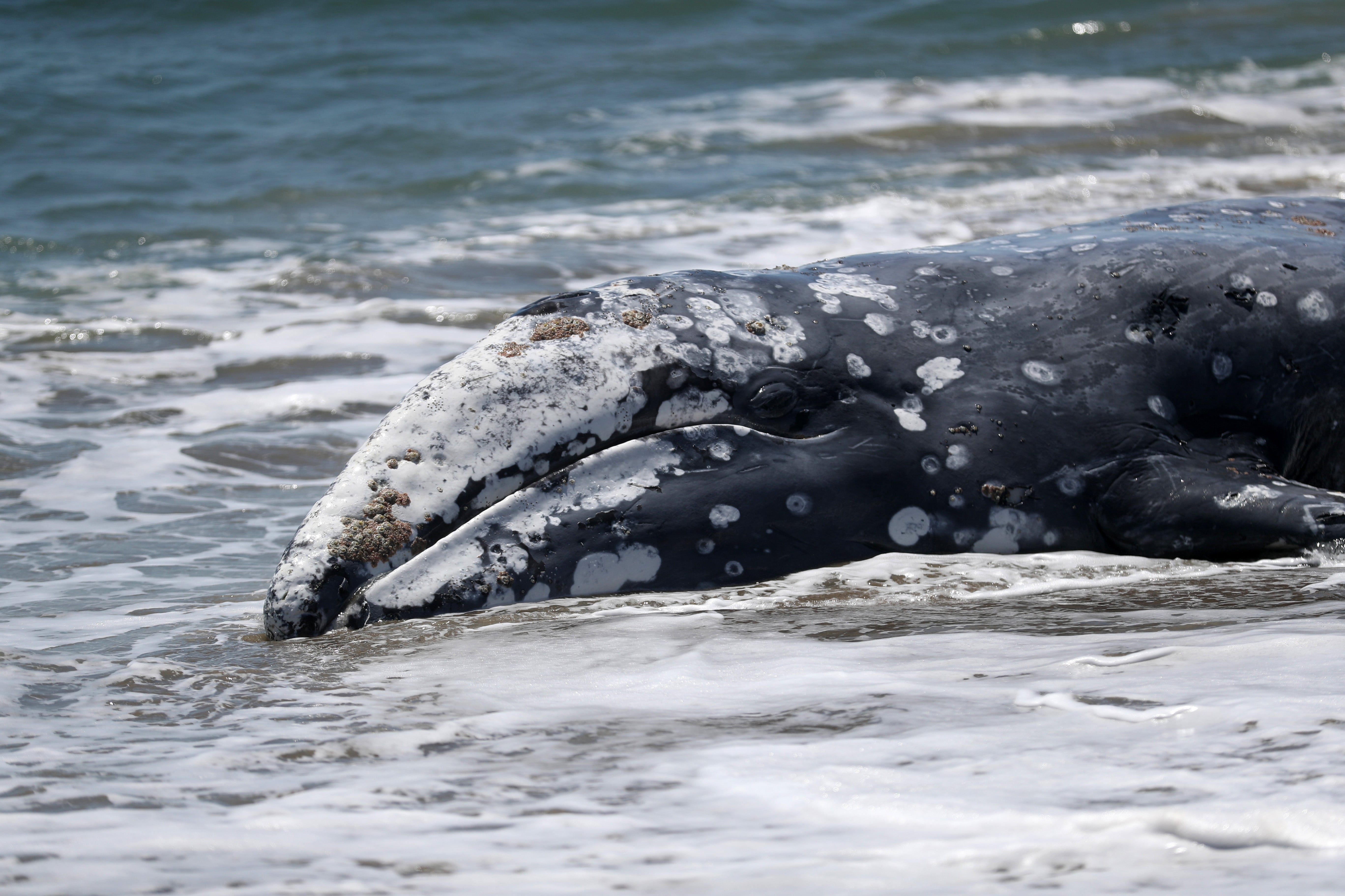 <p>Nearly two dozen gray whales have already died of strandings this year on Northwest beaches</p>