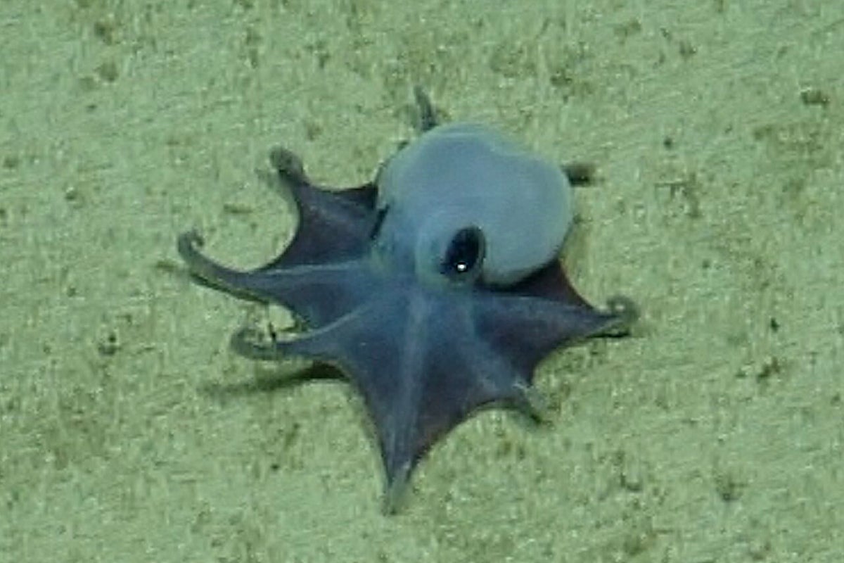 Tiny blue deep-sea octopus discovered near Galapagos confirmed as new species
