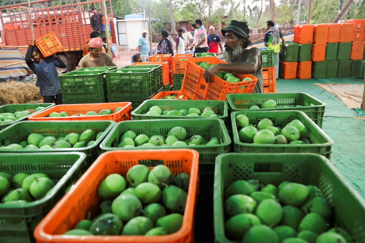 India’s ‘king of mangoes’ crop devastated as farmers report losses of 90%