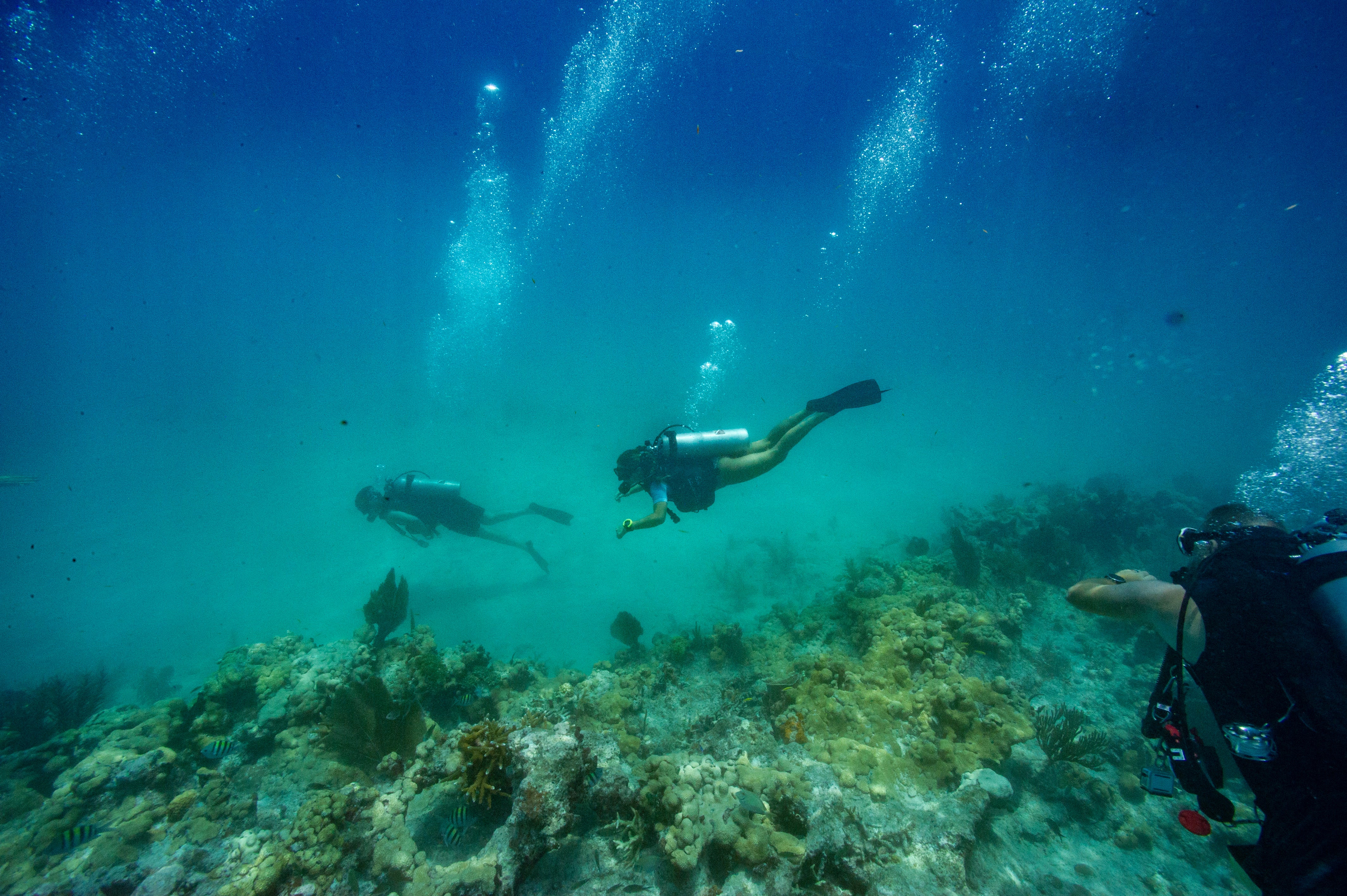 In a first-of-its-kind project, scientists person crossbred autochthonal Florida elkhorn coral pinch resilient strains from Honduras