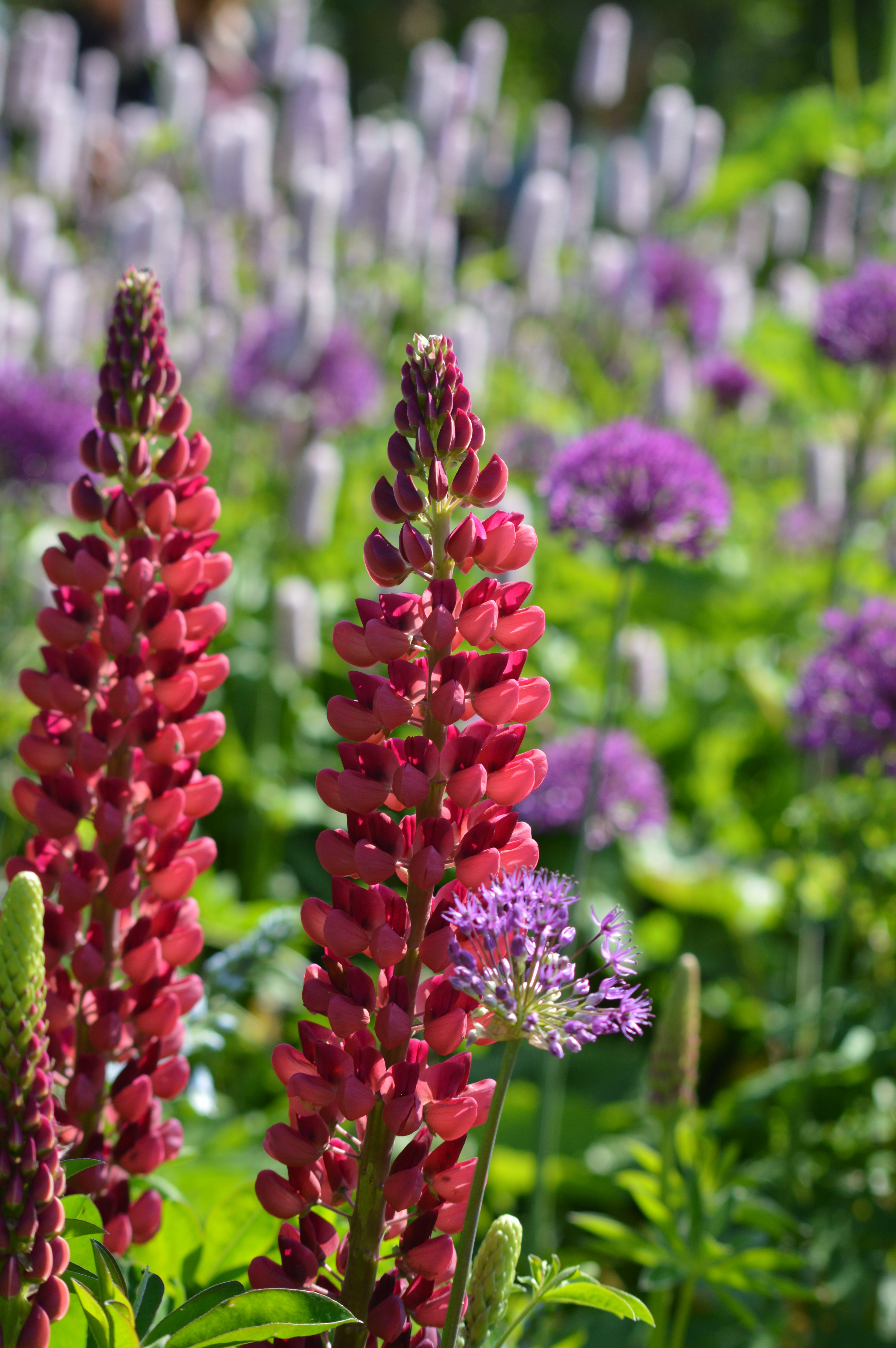 Lupins at Littlethorpe Manor, Ripon (NGS/PA)