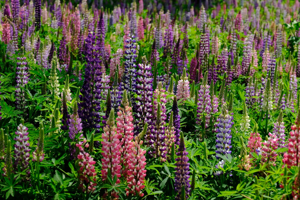 Nine of the most beautiful UK gardens to visit this summer