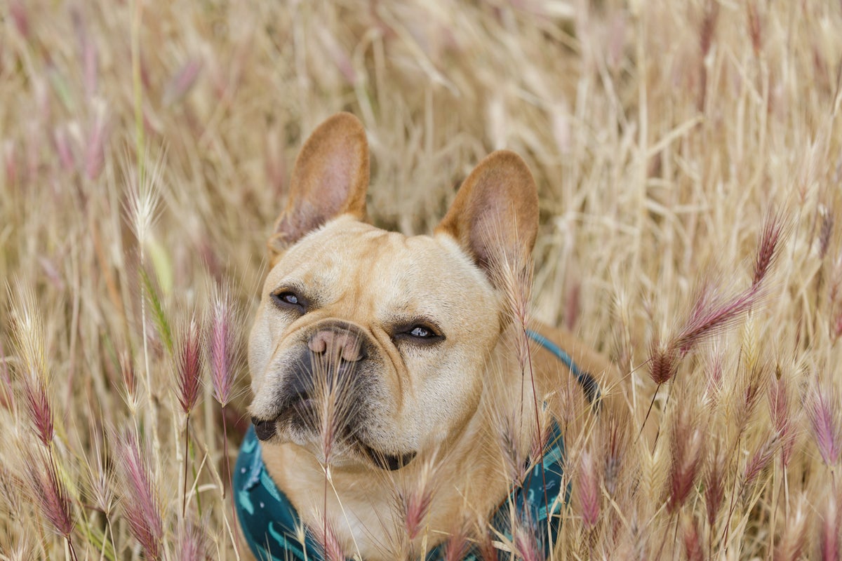 Experts share the best ways to lower your dog’s cancer risk Experts share the best ways to lower your dog’s cancer risk