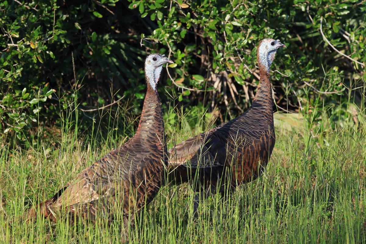 Aggressive wild turkeys attack woman, 83, and dog in separate incidents sparking police warnings