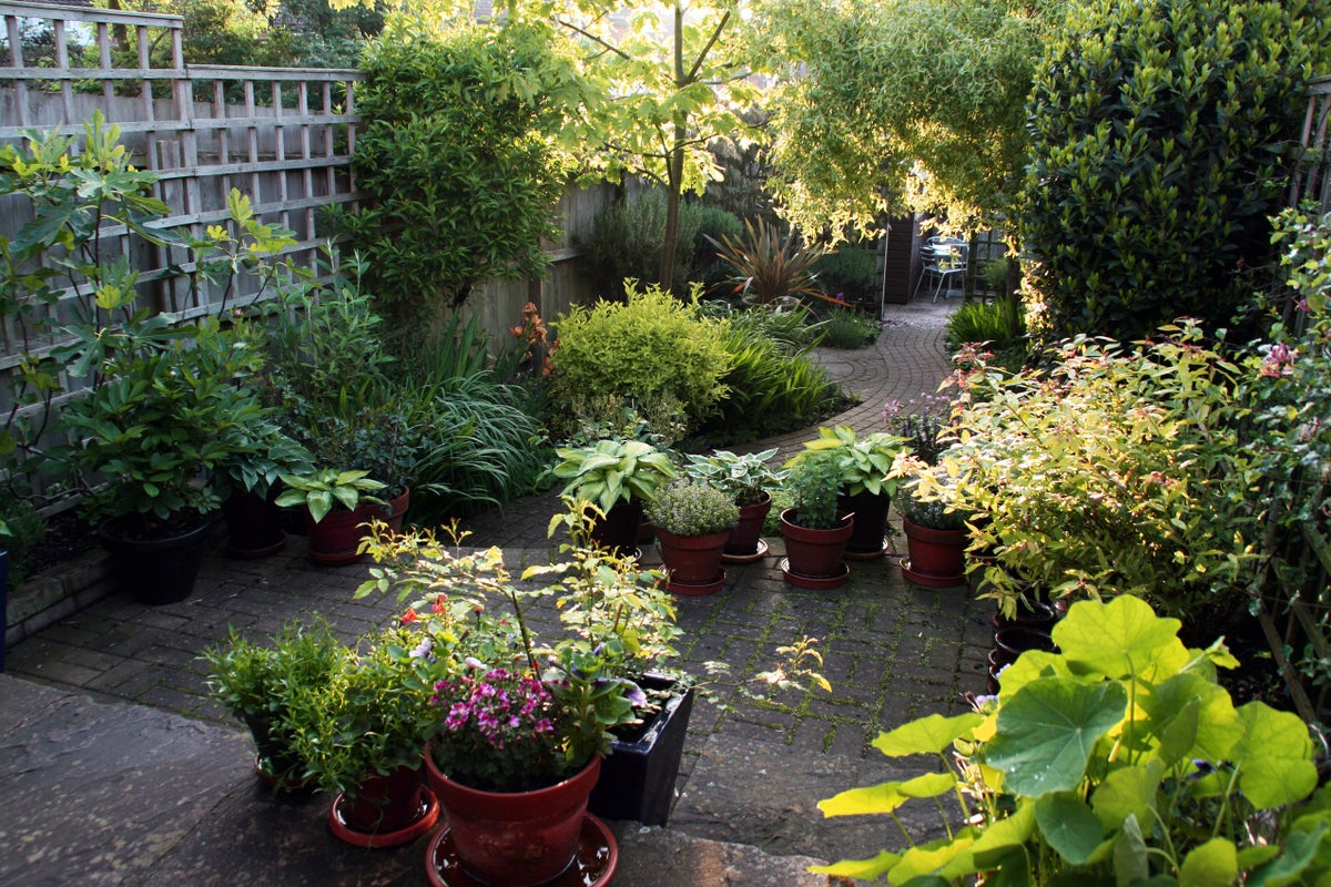 Make the most of north-facing gardens in summer