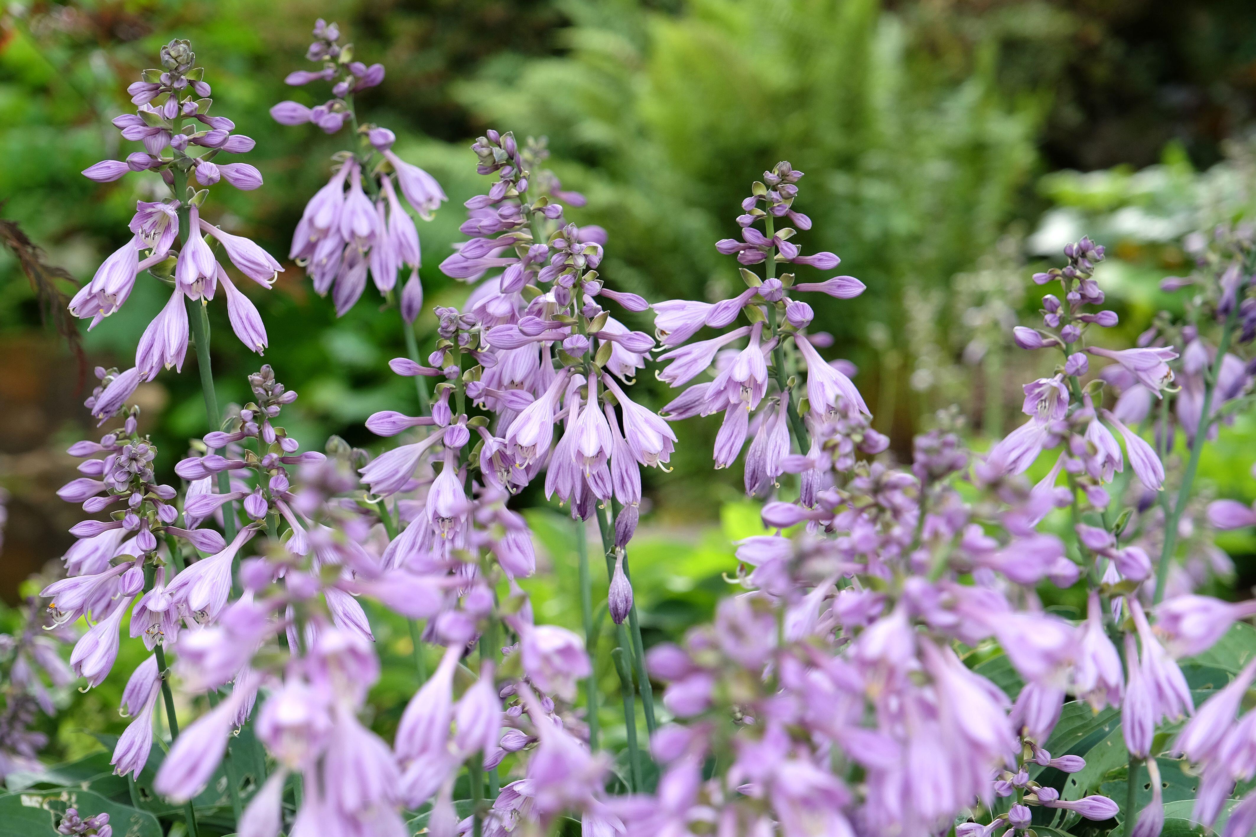 Hostas in flower (Alamy/PA)