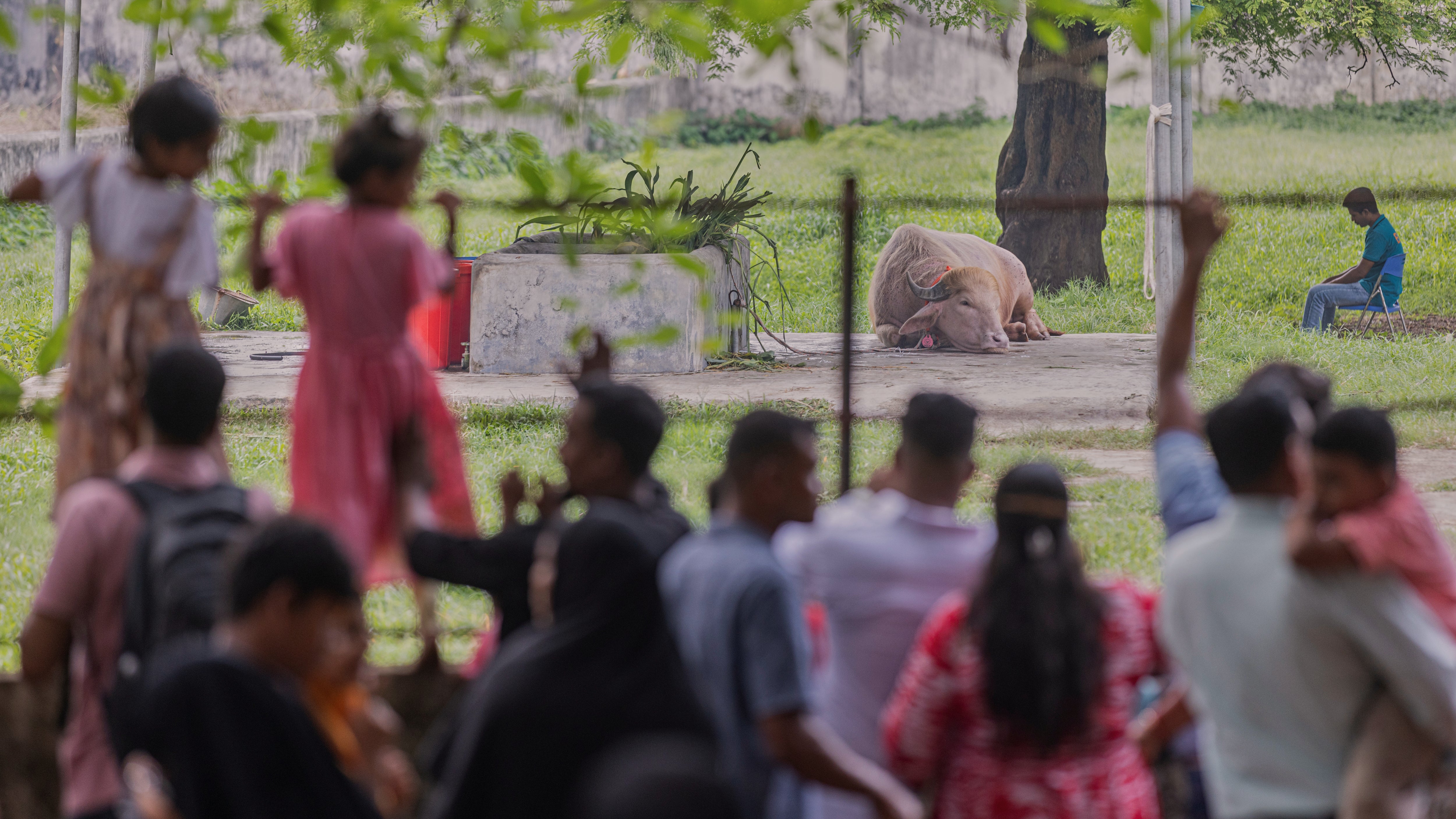 On Tuesday, visitors pressed against nan obstruction of nan buffalo’s enclosure, filming pinch their phones arsenic immoderate fathers hoisted mini children connected their shoulders for a amended view