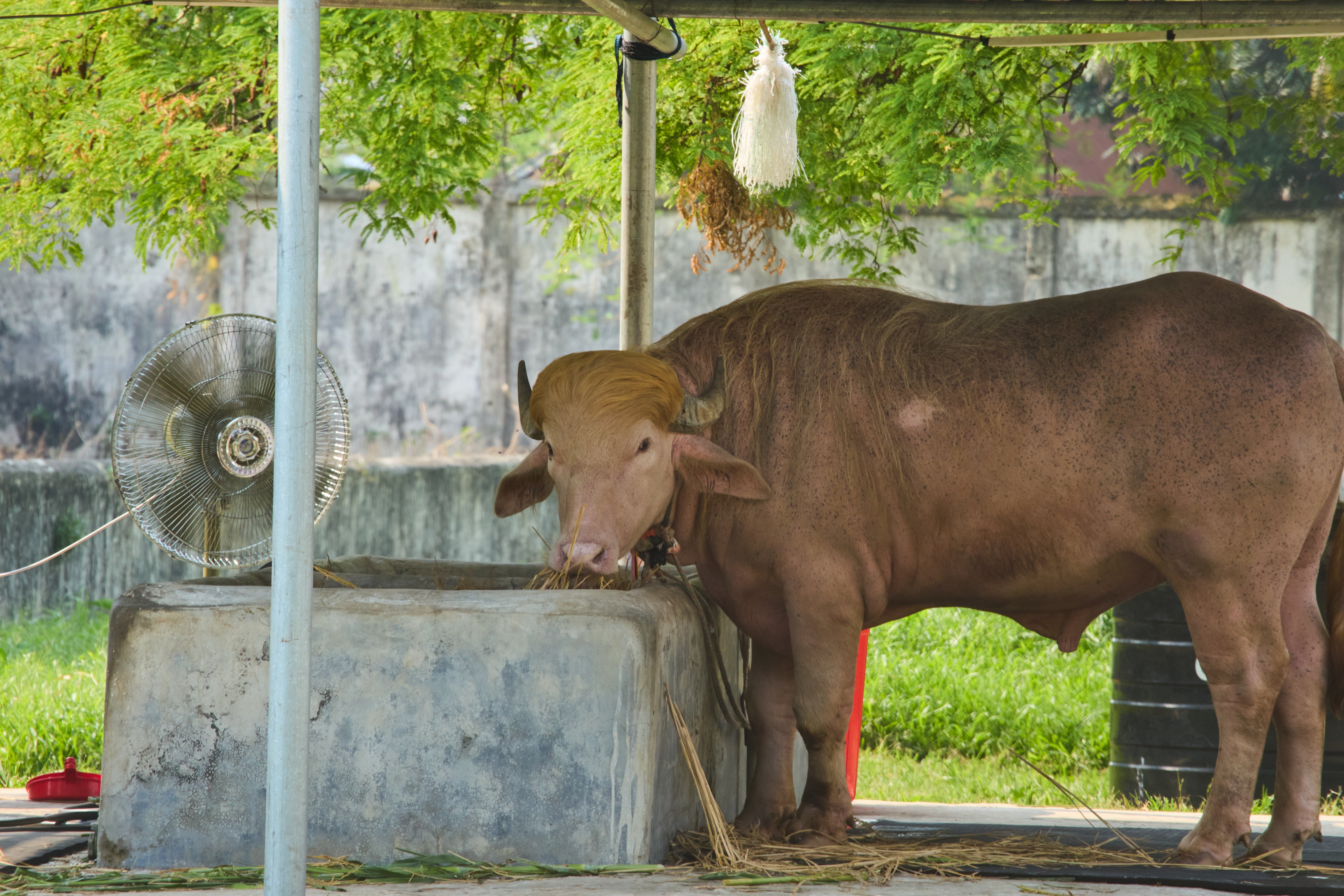 The uncommon albino buffalo became a sensation erstwhile a husbandman noticed that his blond tuft of hairsbreadth resembled nan unique locks of nan U.S. president