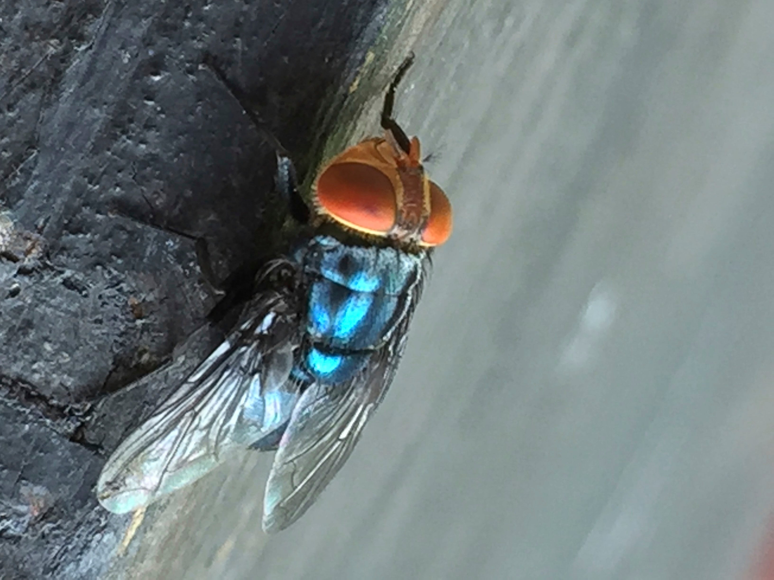 The months of effort to support nan alert retired of nan U.S. person included dropping millions of sterile screwworm flies successful nan area to mate pinch chaotic females — nan aforesaid method utilized successfully earlier nan alert was eradicated