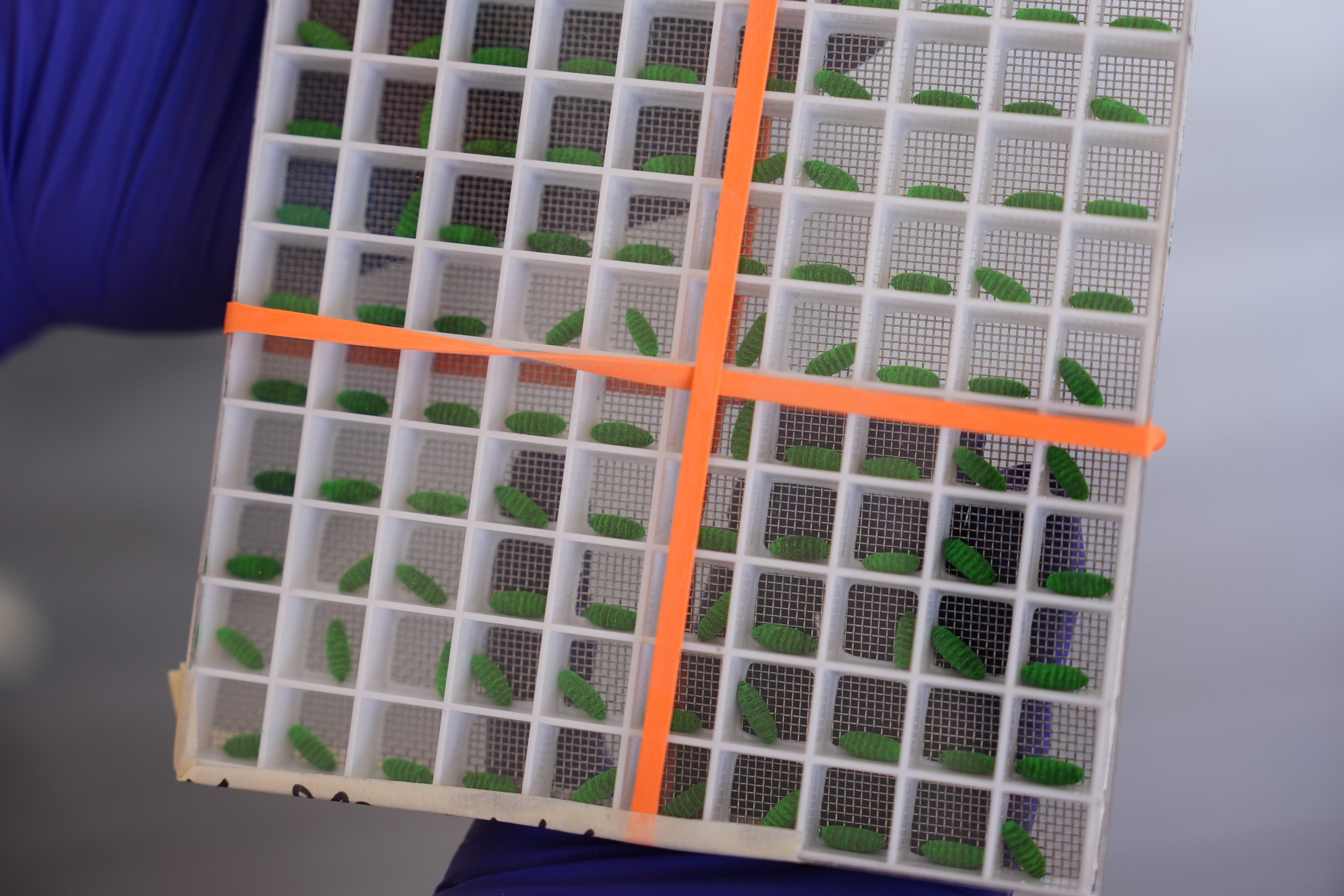 A trial instrumentality of dyed alert pupae are displayed astatine a Domestic New World Screwworm Sterile Fly Production Facility to combat nan northward dispersed of NWS and protect American livestock