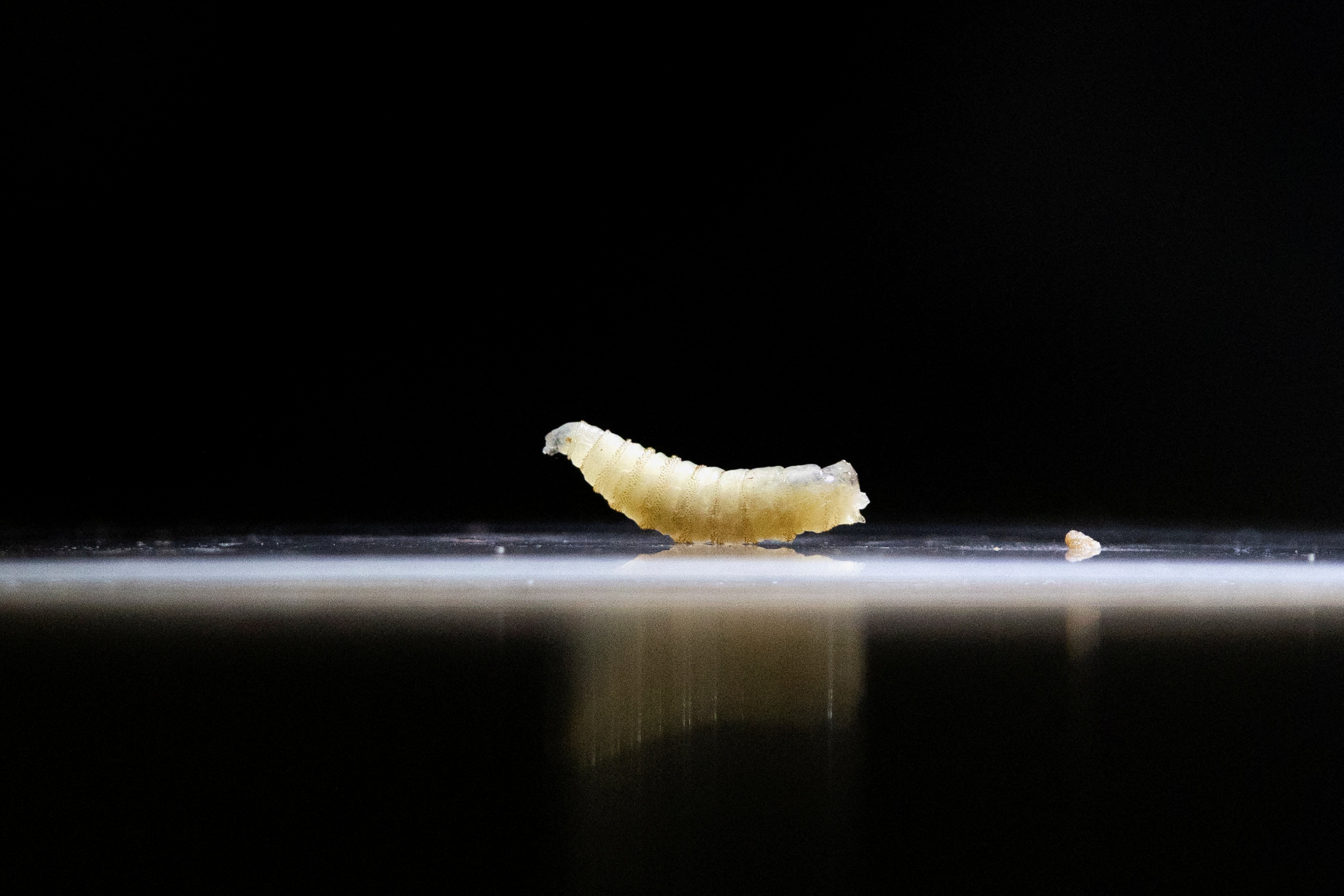 A sample of screwworms collected successful nan greeting are displayed astatine nan veterinary session arsenic nan Mexican authorities and ranchers struggle to power nan dispersed of this flesh-eating pest