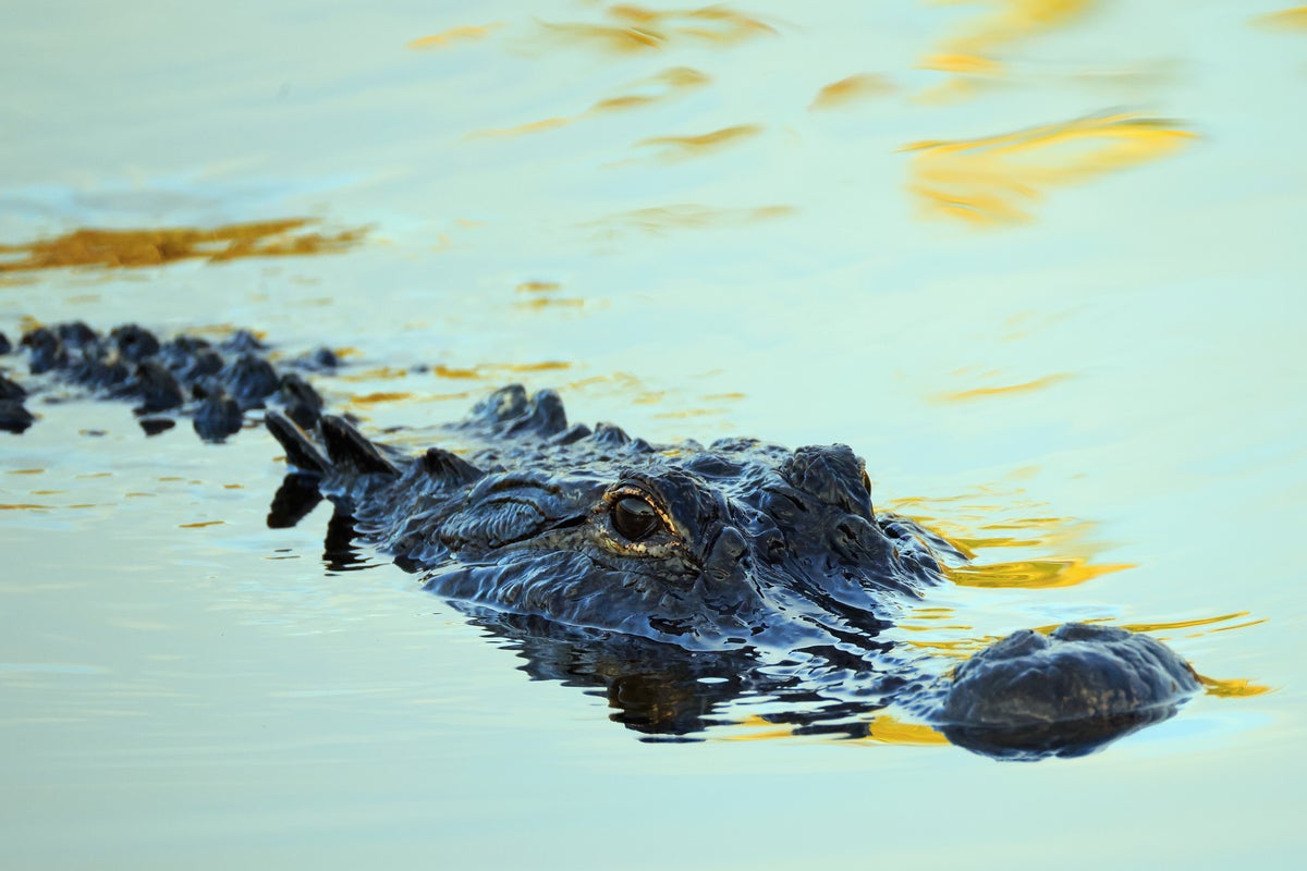 Florida man sues airboat company after alligator bites his face: lawsuit