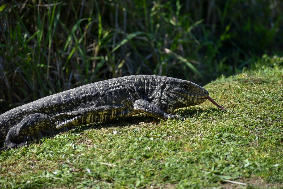 Giant Lizards Are Invading And Spreading Disease In Us State As Officials Urge Residents To Kill Them