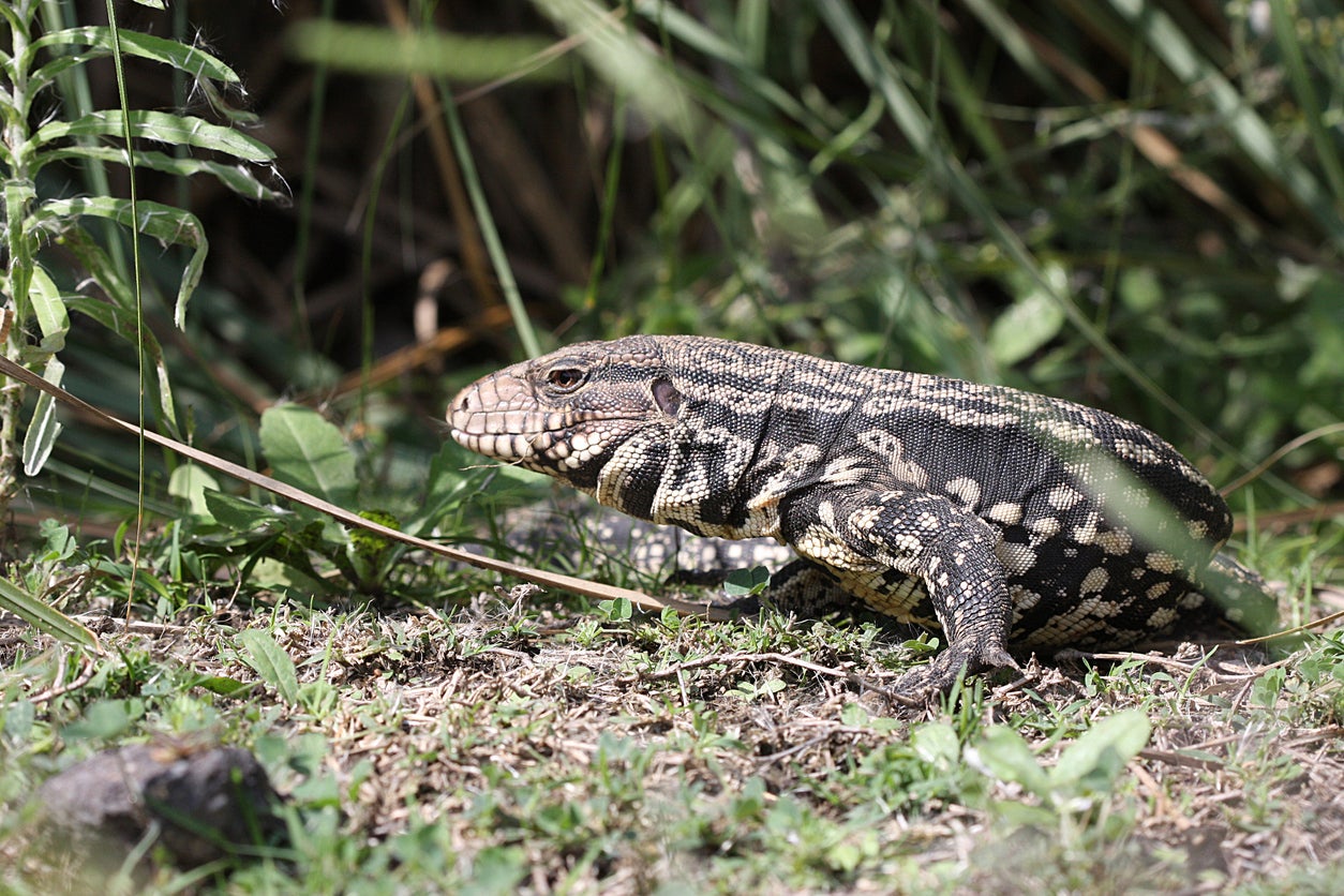 The tegu is autochthonal to Brazil, Paraguay, Uruguay and Argentina