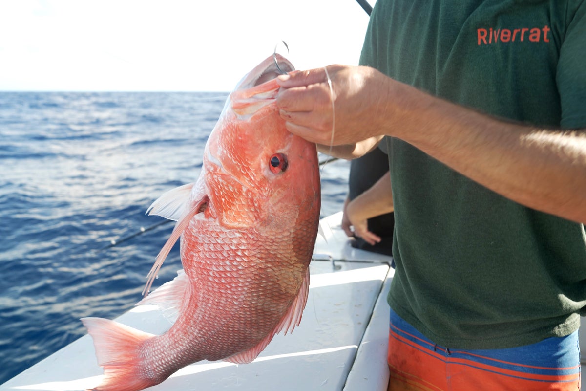Snapper Season Dispute Tests Trump’s Drive To Loosen Fishing Rules And Deregulate The Seas