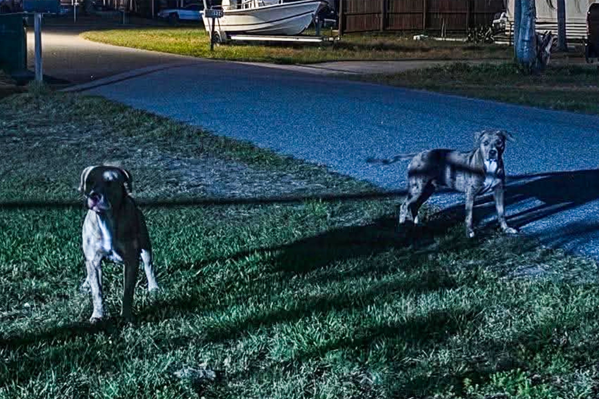 Florida woman mauled to death by two dogs despite neighbors reporting owner to police multiple times