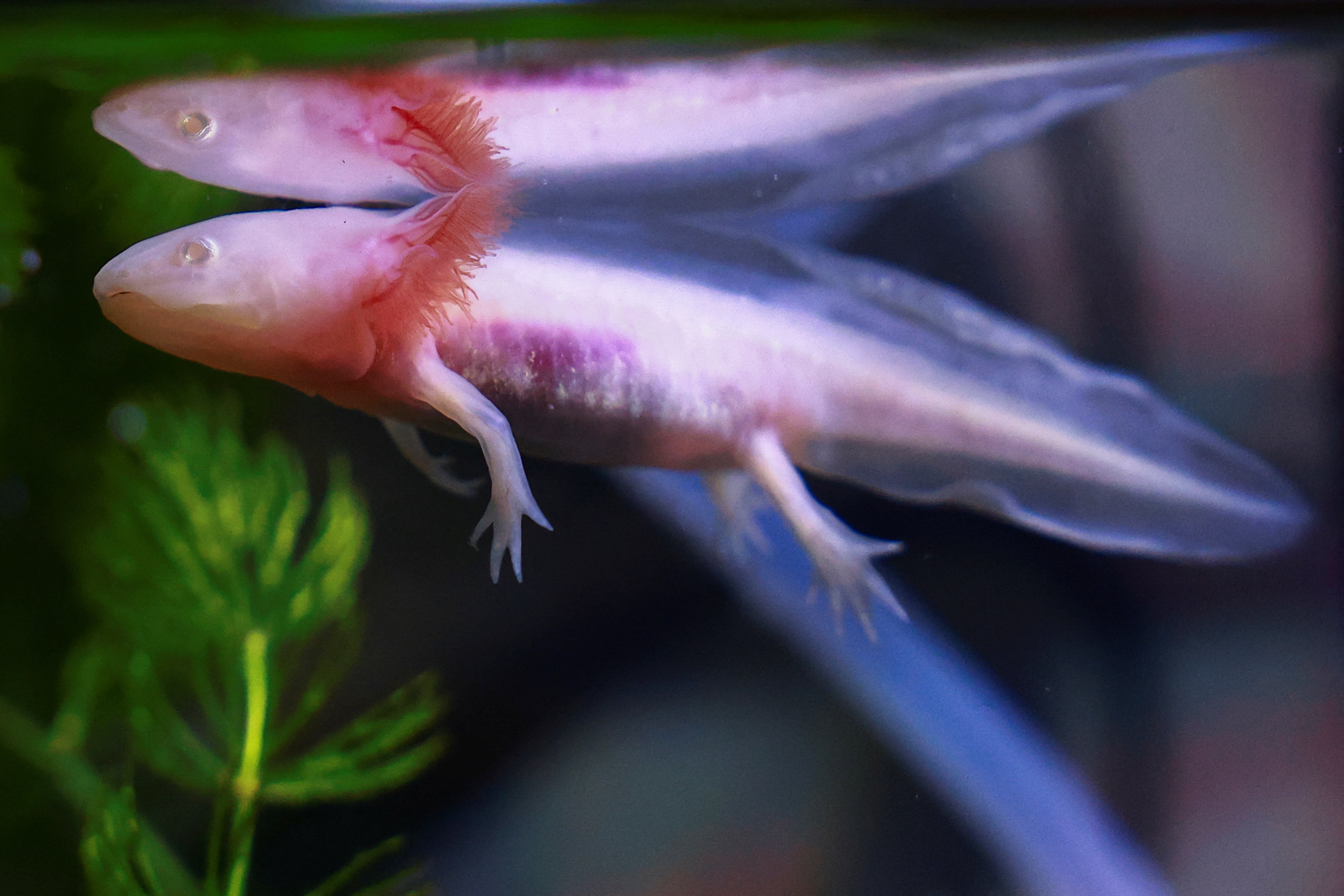 Even arsenic their residence disappears, axolotls are wide bred successful captivity