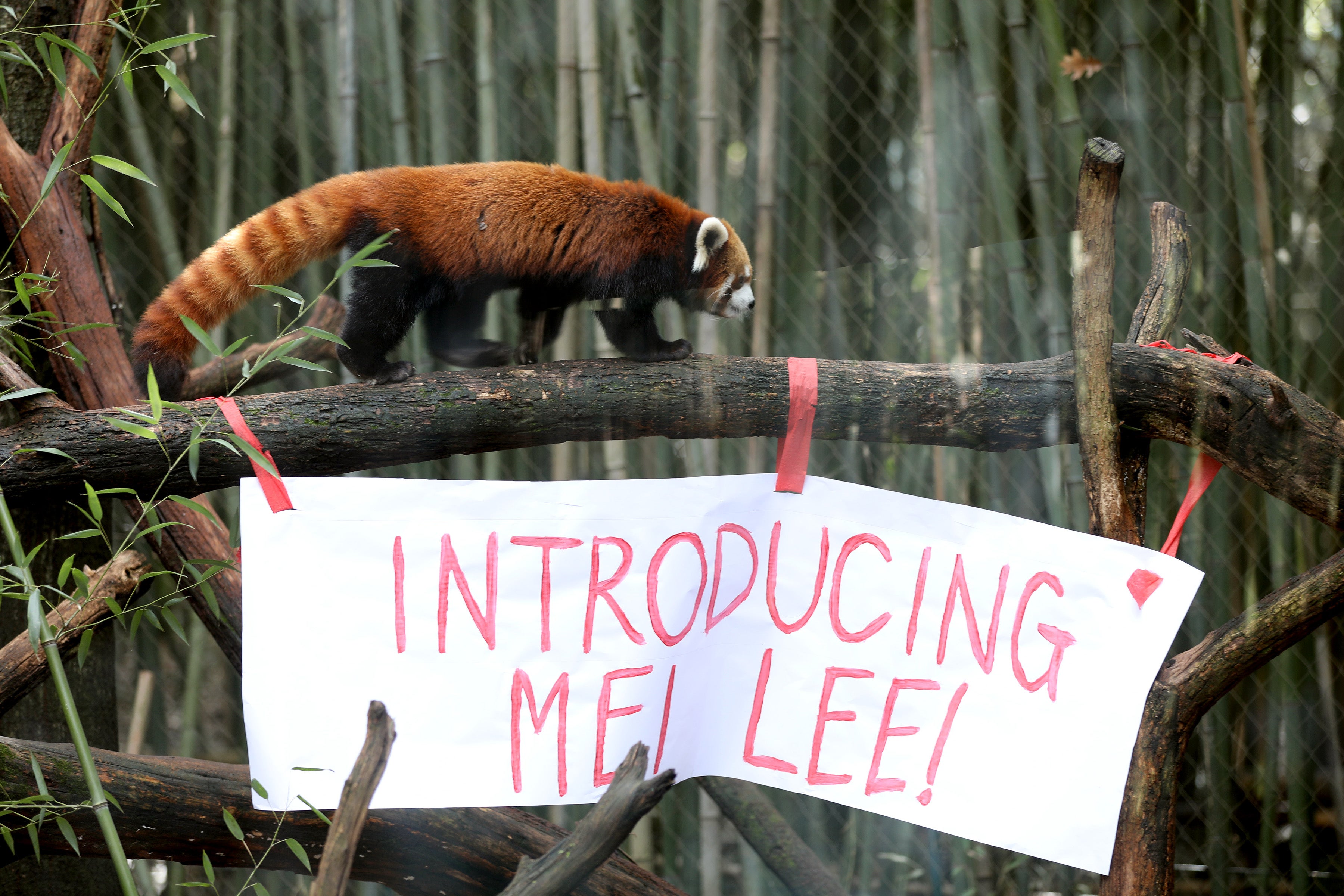 The zoo houses aggregate endangered species, including nan reddish panda, which keepers reason  should not beryllium subjected to around-the-clock business operations