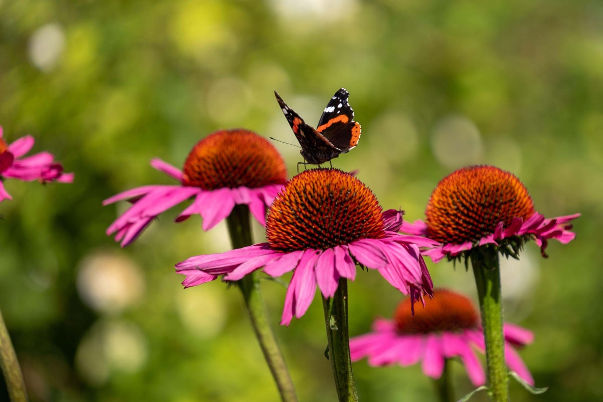 10 of the best plants to attract pollinating insects to your garden 10 of the best plants to attract pollinating insects to your garden