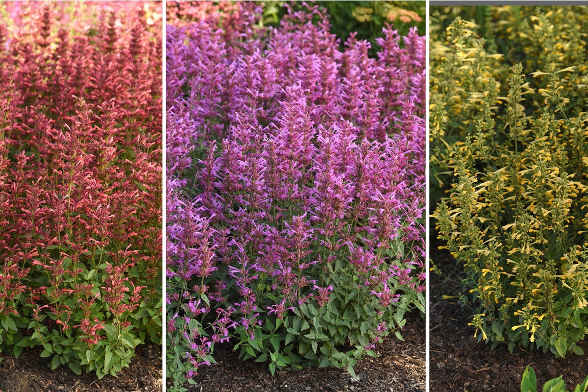 The 10 top-performing new plants for this season The 10 top-performing new plants for this season