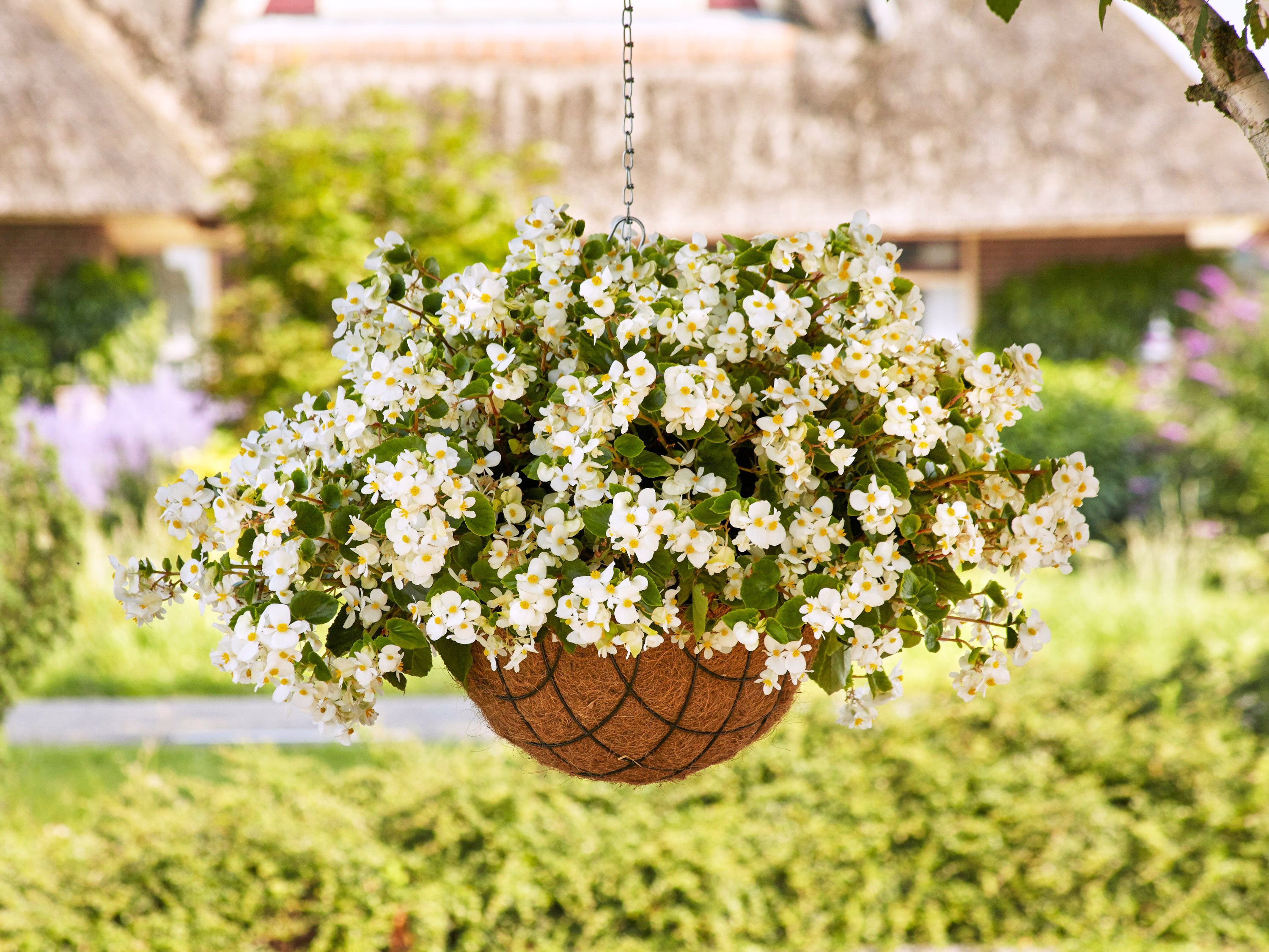 This image provided by Ball Horticultural Company shows a newly introduced Hula White begonia in a hanging basket.