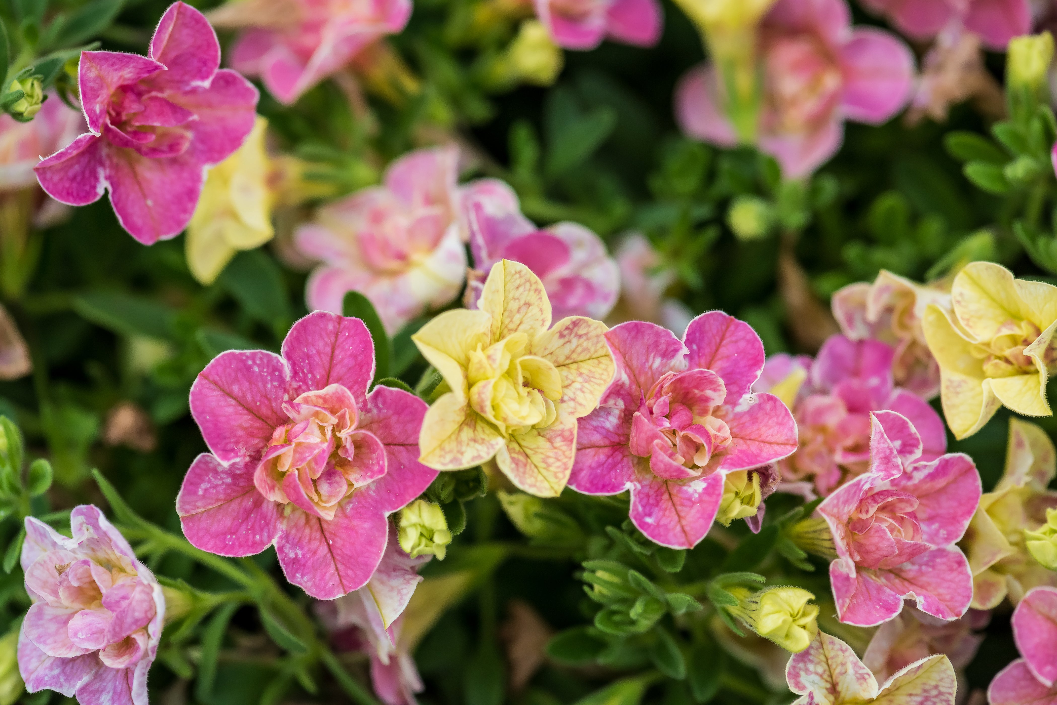 This image provided by Proven Winners shows Superbells Magic® Double Grapefruit Calibrachoa, a new annual for 2026, in full bloom.