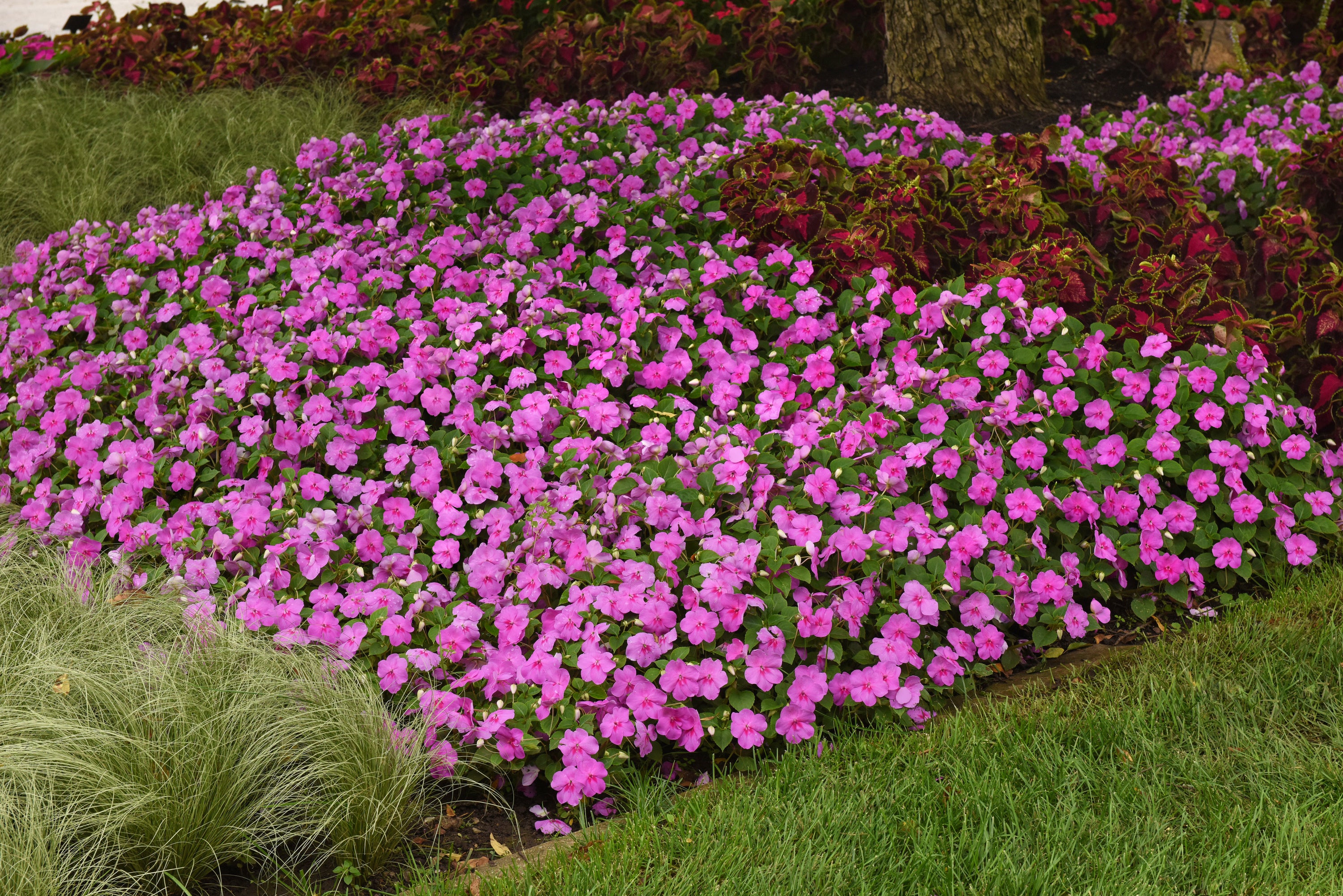 This image provided by Ball Horticultural Company shows Blue Pearl Beacon, a new Impatiens plant for 2026.