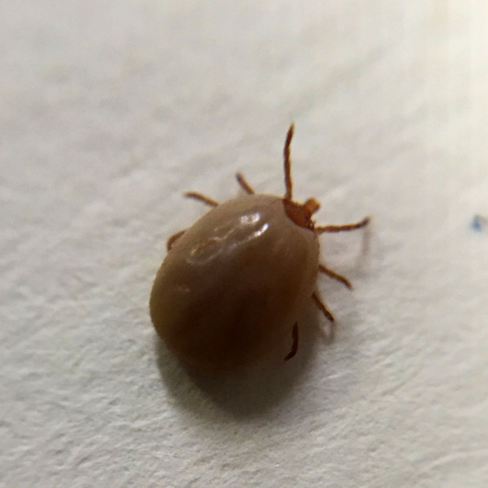Rare and potentially more serious Lyme disease bacteria found in New York ticks