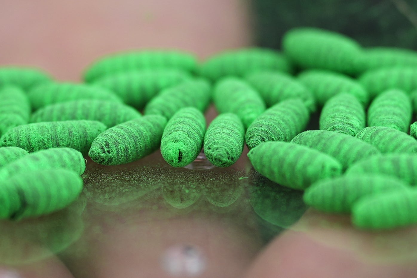 New World screwworm cases successful dogs successful Texas and New Mexico are prompting warnings from veterinarians and humane societies that pet owners request to stay vigilant to protect their animals