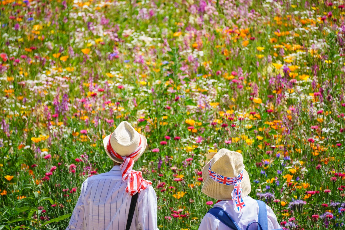 Ten of the best plants to attract pollinating insects to your garden this summer Ten of the best plants to attract pollinating insects to your garden this summer
